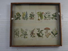 Set of 4 Original Antique Botanical Prints in a Shadow Box