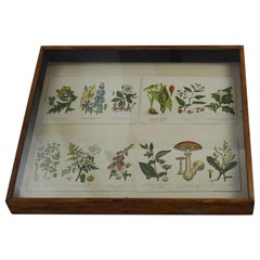 Set of 4 Original Antique Botanical Prints in a Shadow Box