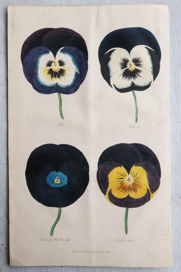 Original Botanitcal Prints Set of 4 Original Antique Botanical Prints, Pansies, Dated 1838 at 1stDibs