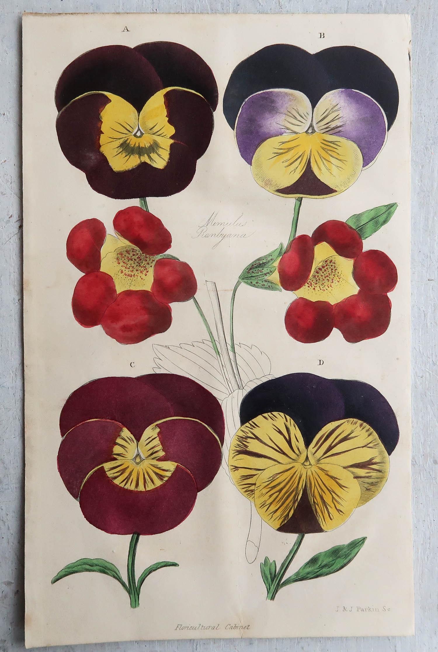 Chinoiserie Set of 4 Original Antique Botanical Prints, Pansies, Dated 1838