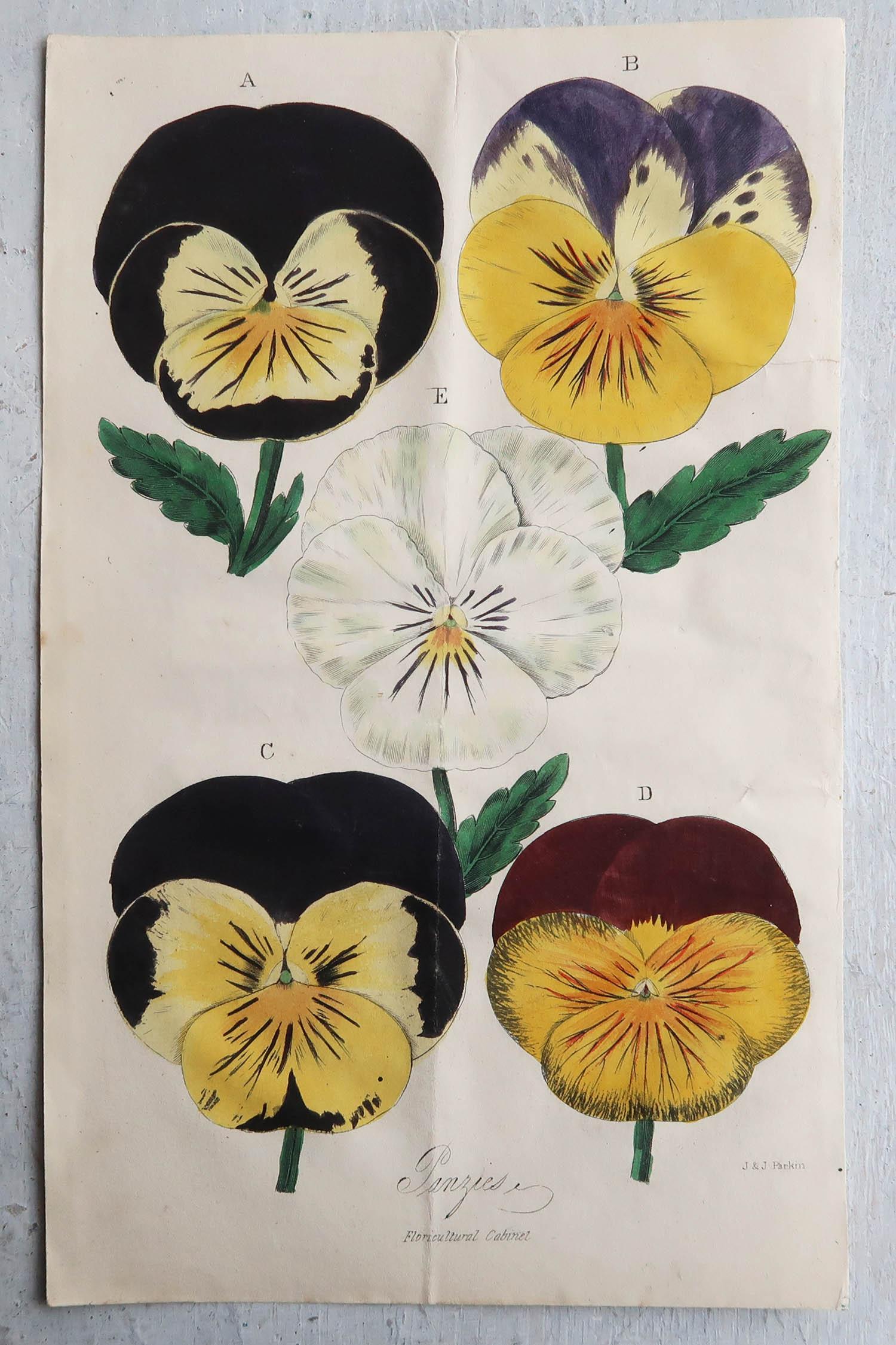 English Set of 4 Original Antique Botanical Prints, Pansies, Dated 1838
