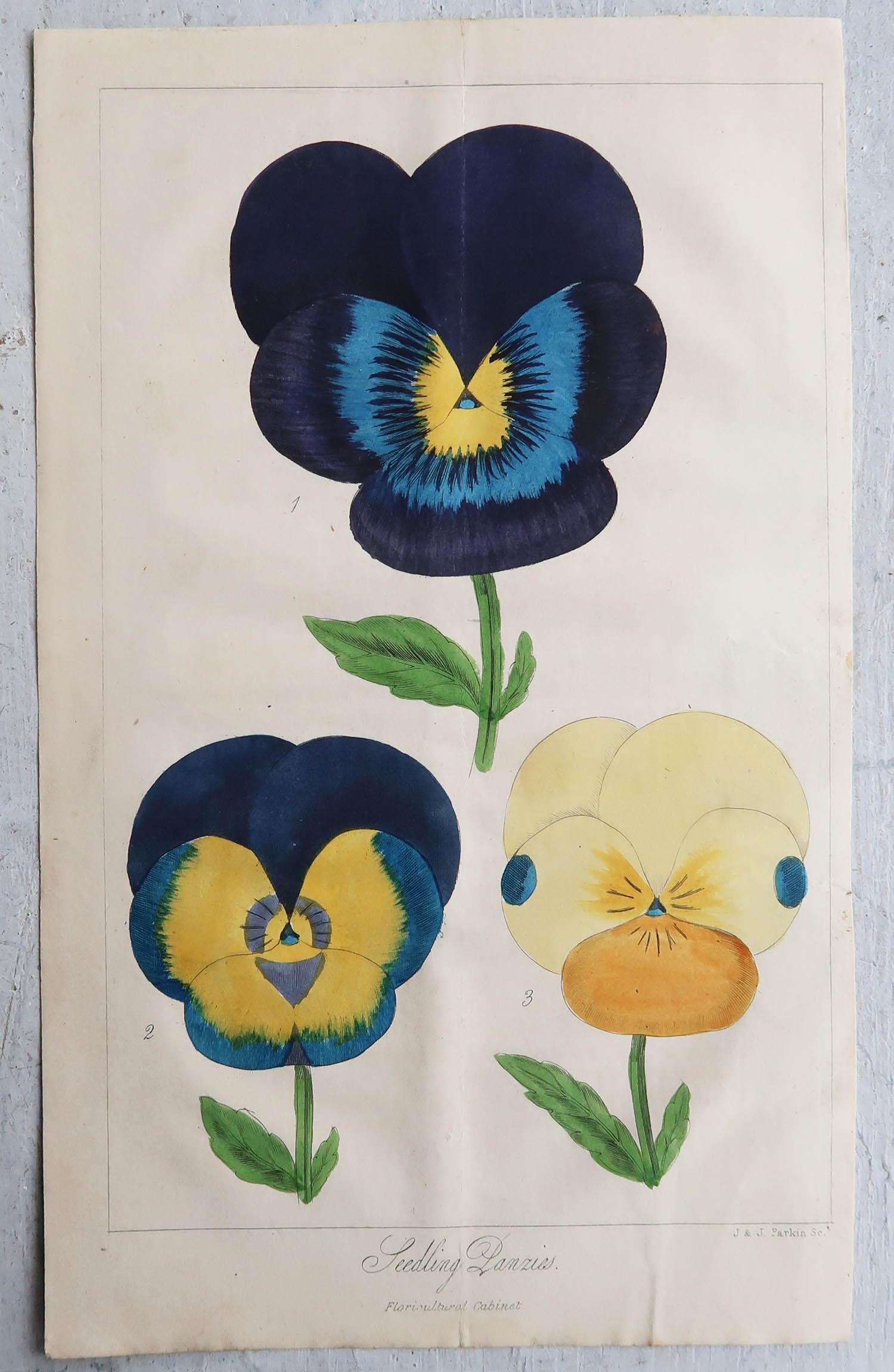 Other Set of 4 Original Antique Botanical Prints, Pansies, Dated 1838