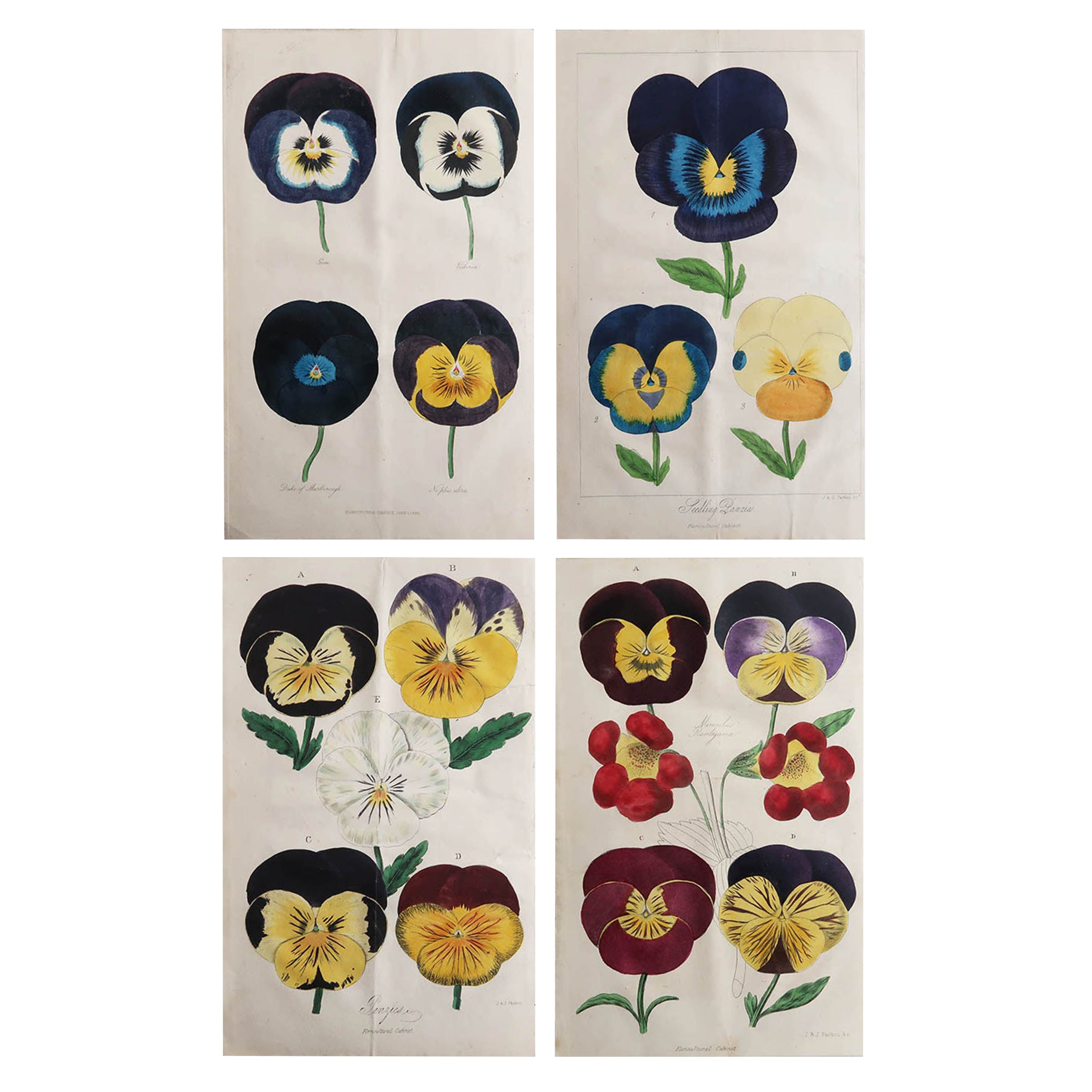 Set of 4 Original Antique Botanical Prints, Pansies, Dated 1838