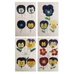 Set of 4 Original Antique Botanical Prints, Pansies, Dated 1838