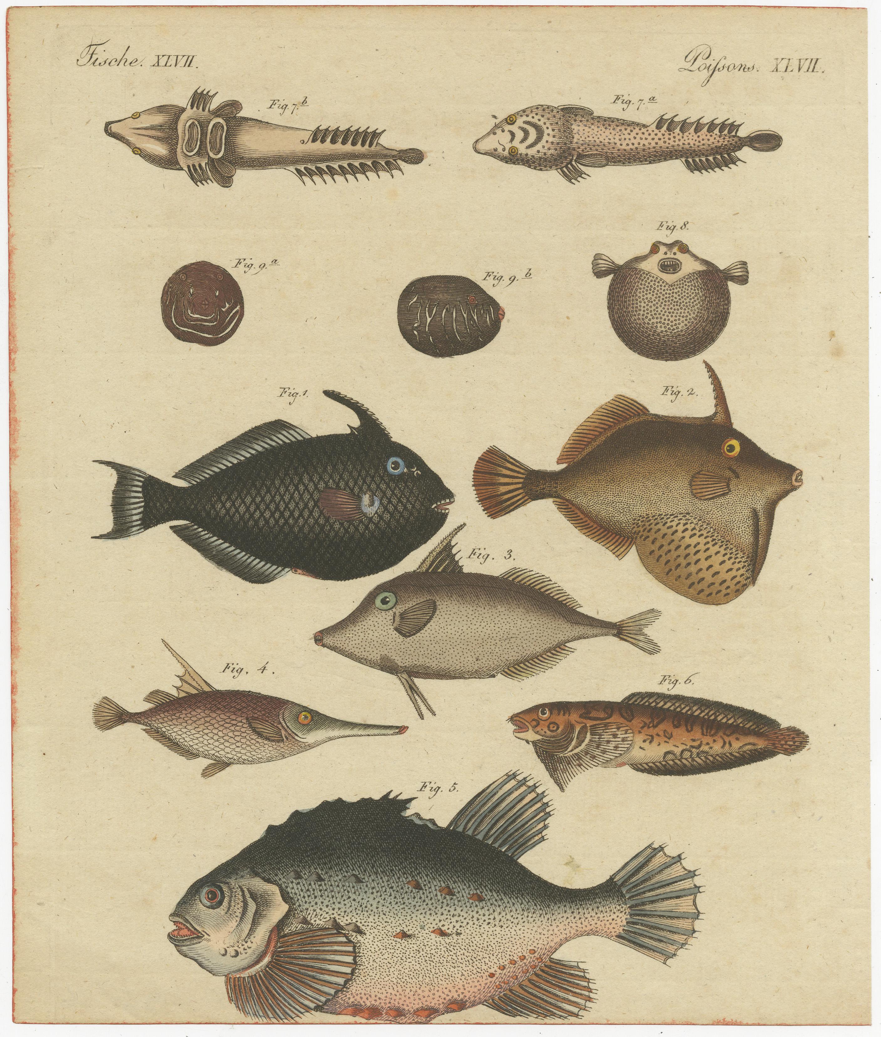 Dieser antike Originaldruck zeigt viele Fischarten, darunter den Kornettfisch, den Schwertfisch und viele andere Fischarten.

Stammt aus Bertuchs 