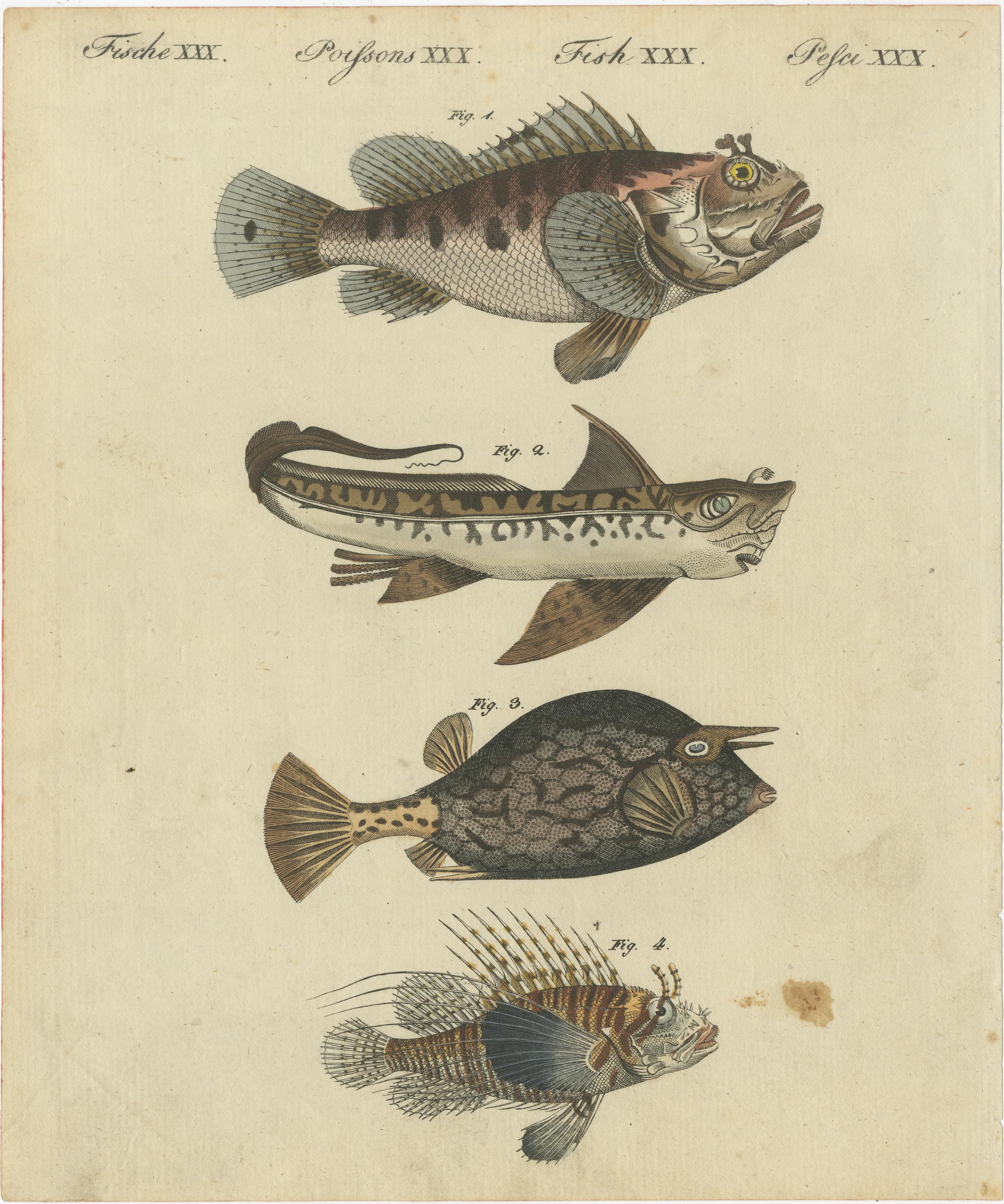 Satz von 4 antiken Drucken eines Schwertfischs und vielen anderen Fischexemplaren im Zustand „Relativ gut“ im Angebot in Langweer, NL