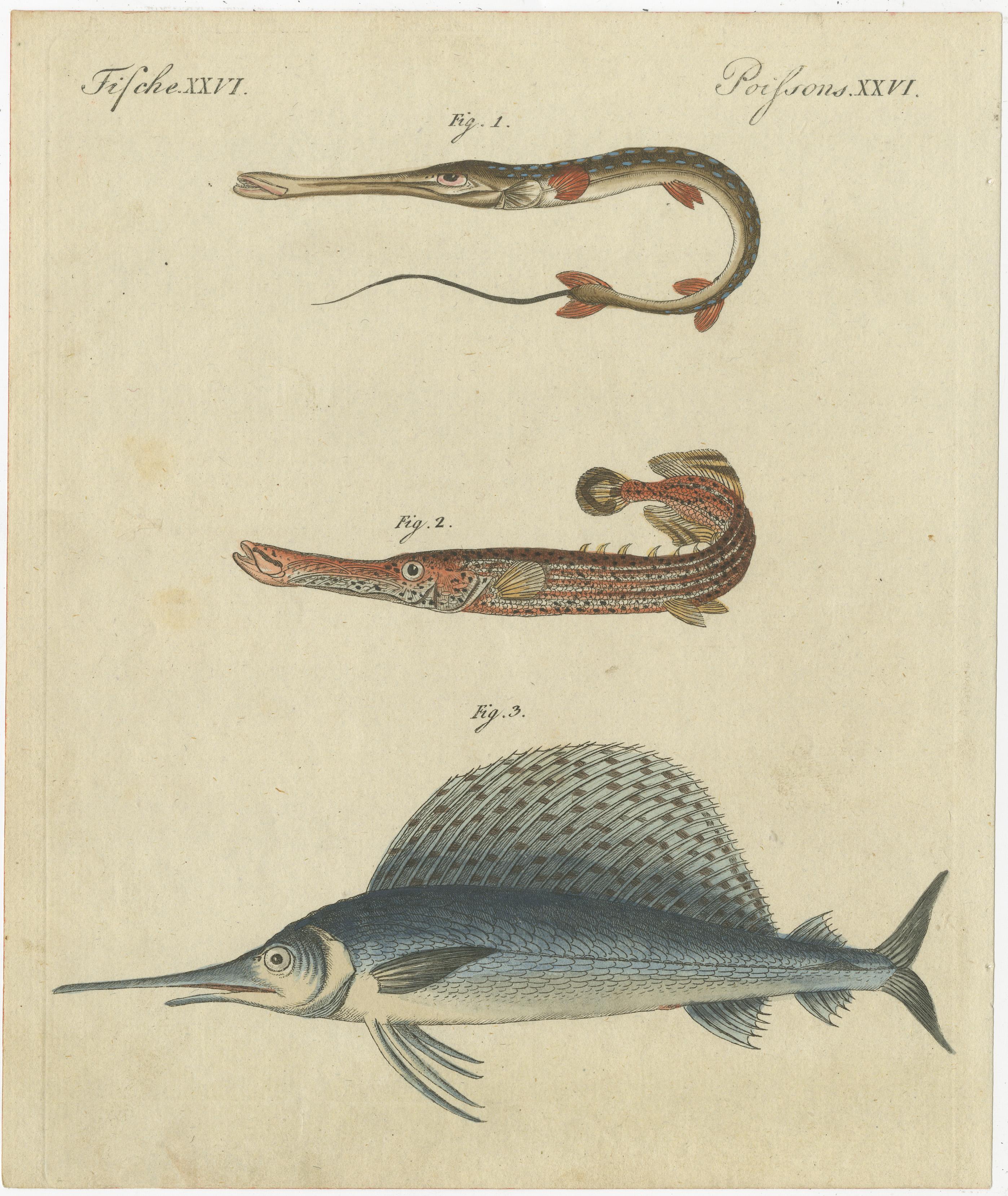 Satz von 4 antiken Drucken eines Schwertfischs und vielen anderen Fischexemplaren (19. Jahrhundert) im Angebot