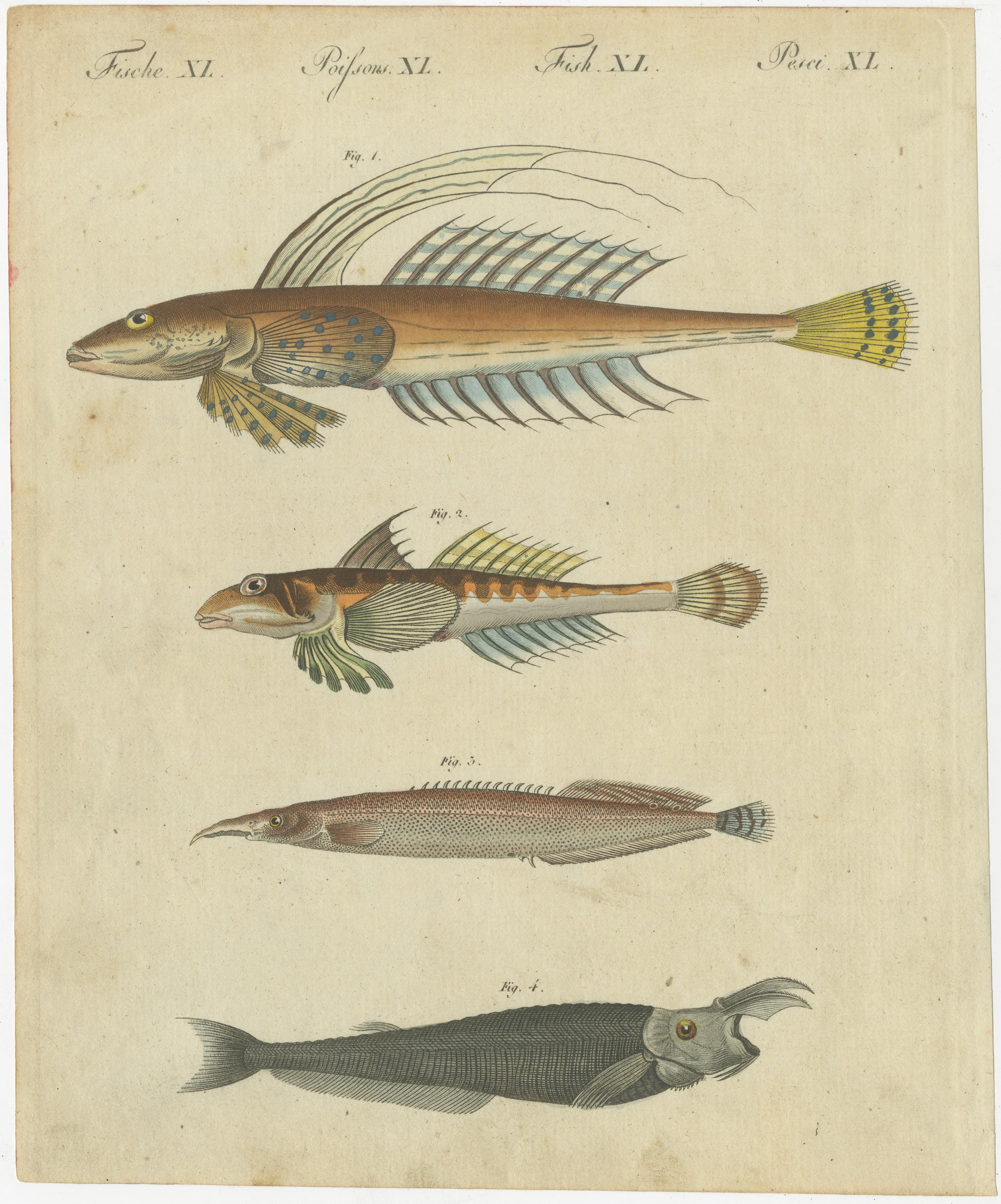 Satz von 4 antiken Drucken eines Schwertfischs und vielen anderen Fischexemplaren (Papier) im Angebot
