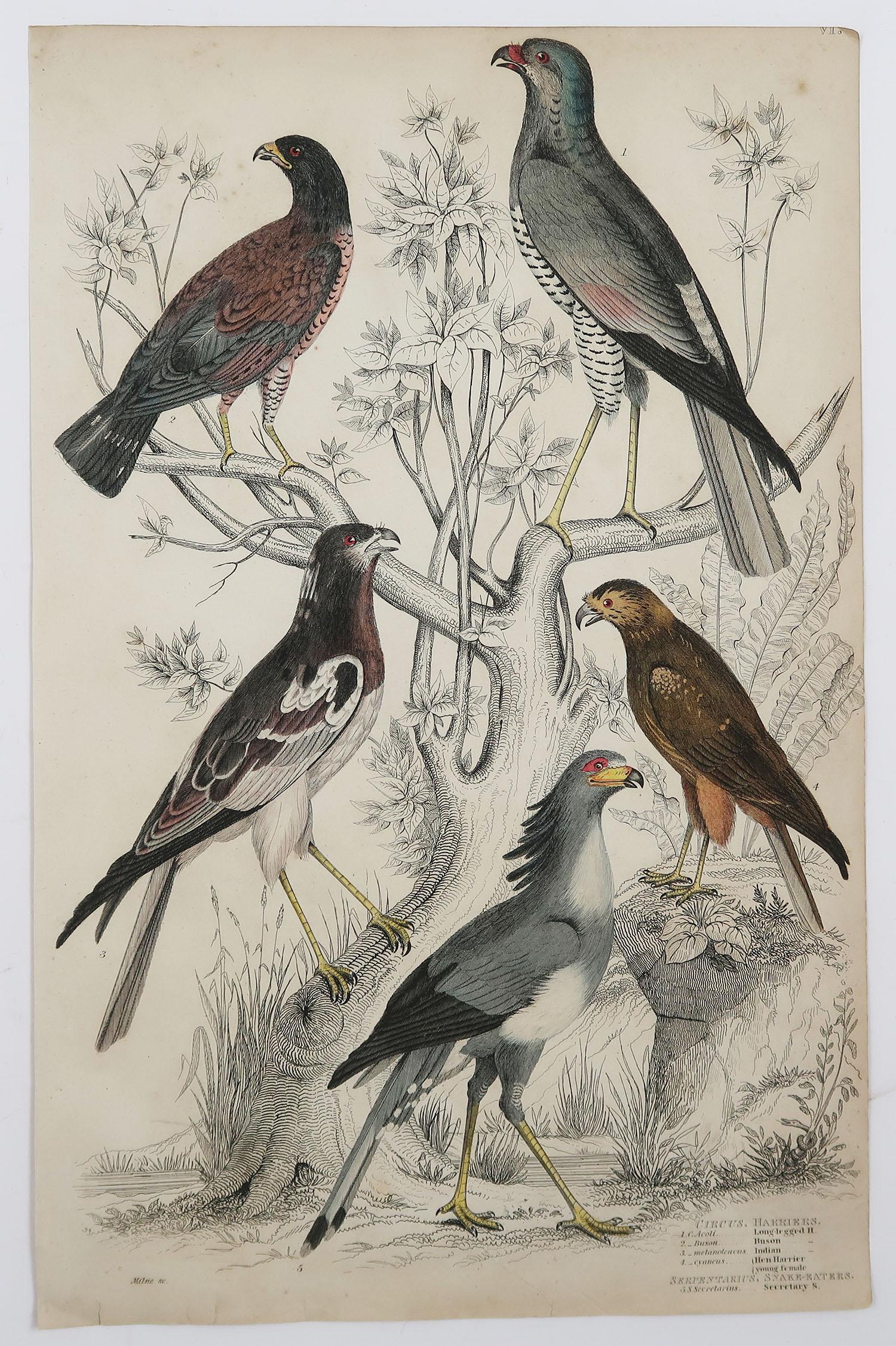 Great set of birds of prey

Lithographs after the drawings by Turvey, A. Wilson and Cpt. Brown.
 
Original color.

Unframed

A few repairs to minor edge tears. Repair to 2 inch tear to owl print.

The measurement given below is for one