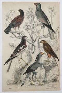 Set of 4 Original Antique Prints of Birds of Prey, 1830s