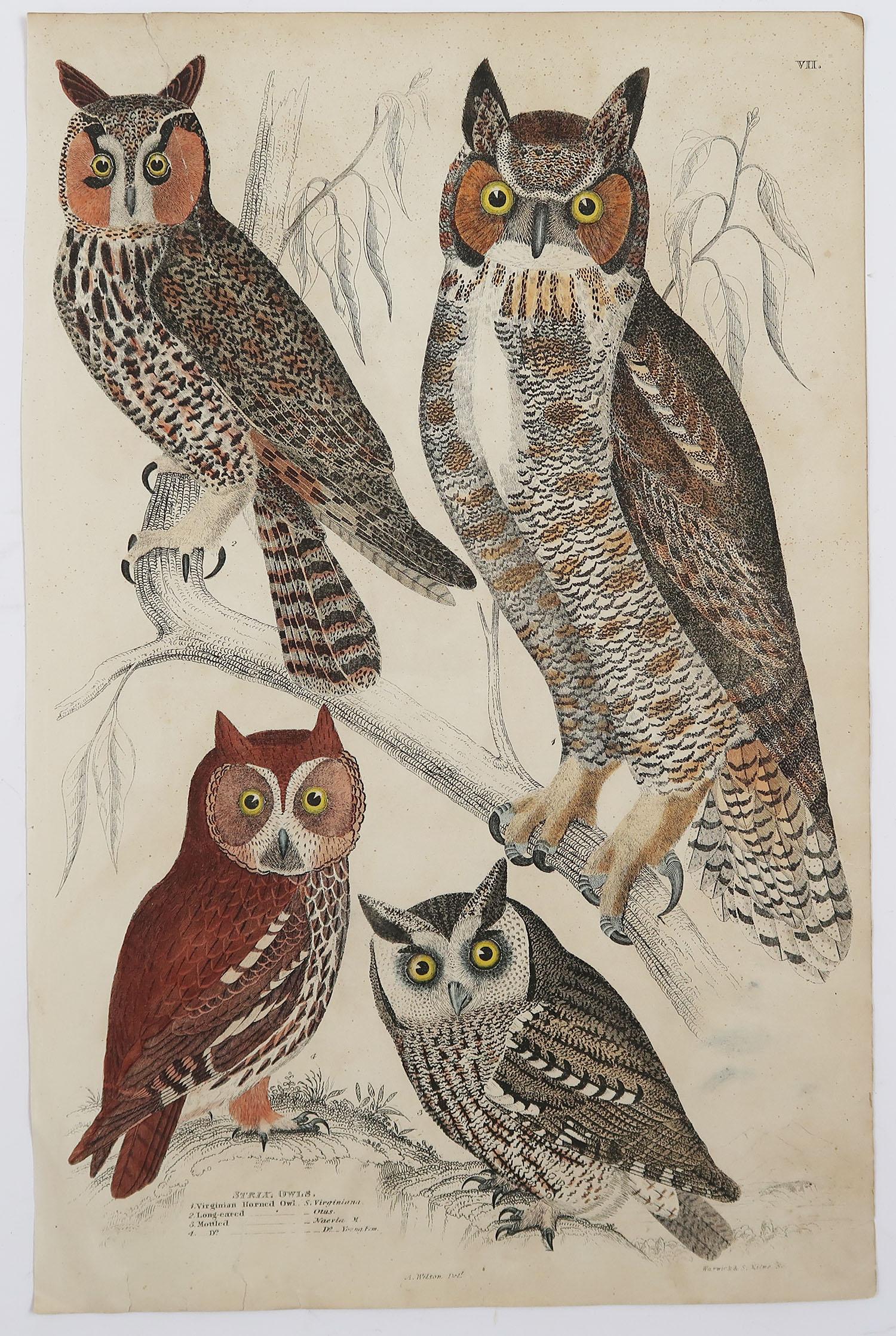 Folk Art Set of 4 Original Antique Prints of Birds of Prey, 1830s