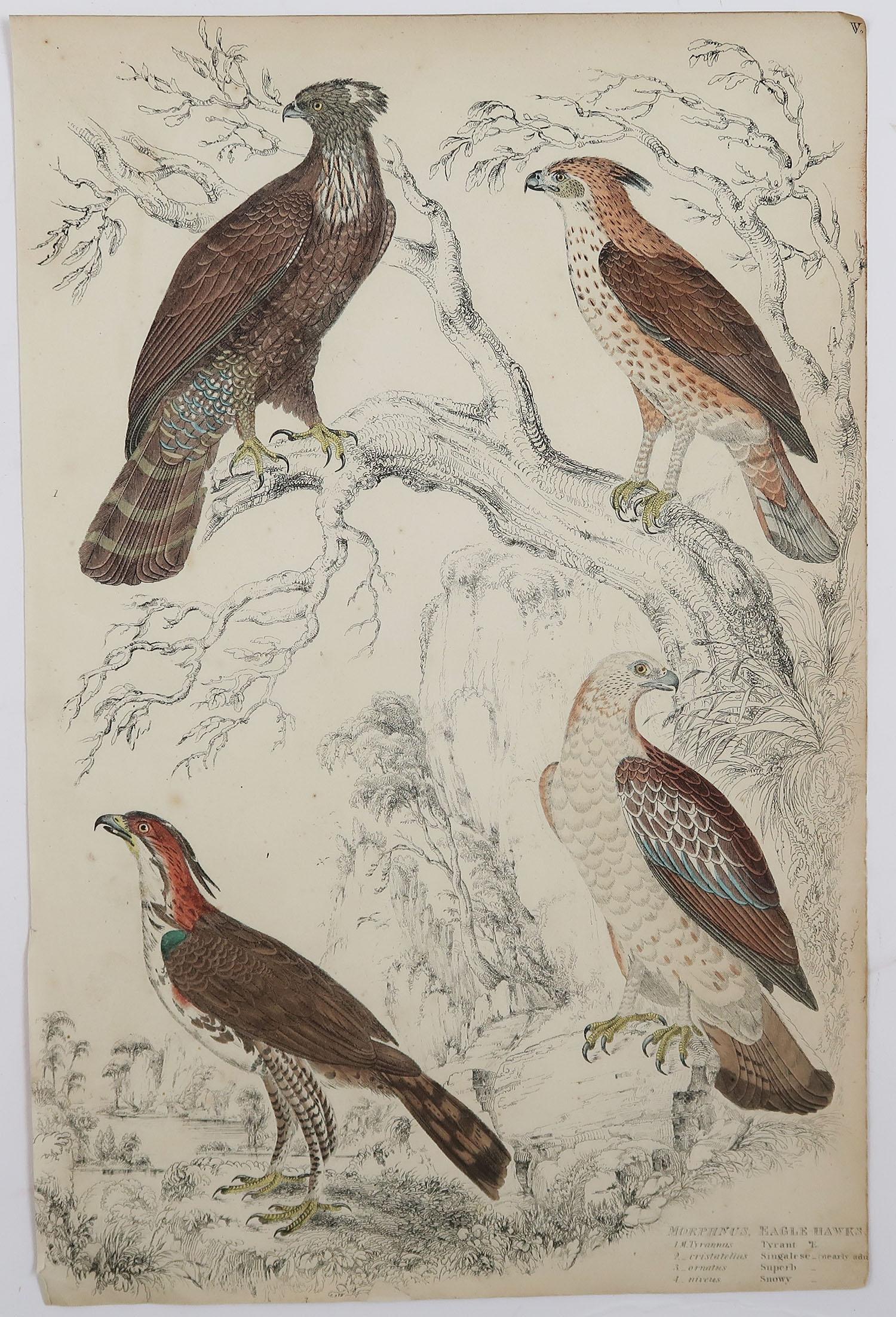 Scottish Set of 4 Original Antique Prints of Birds of Prey, 1830s