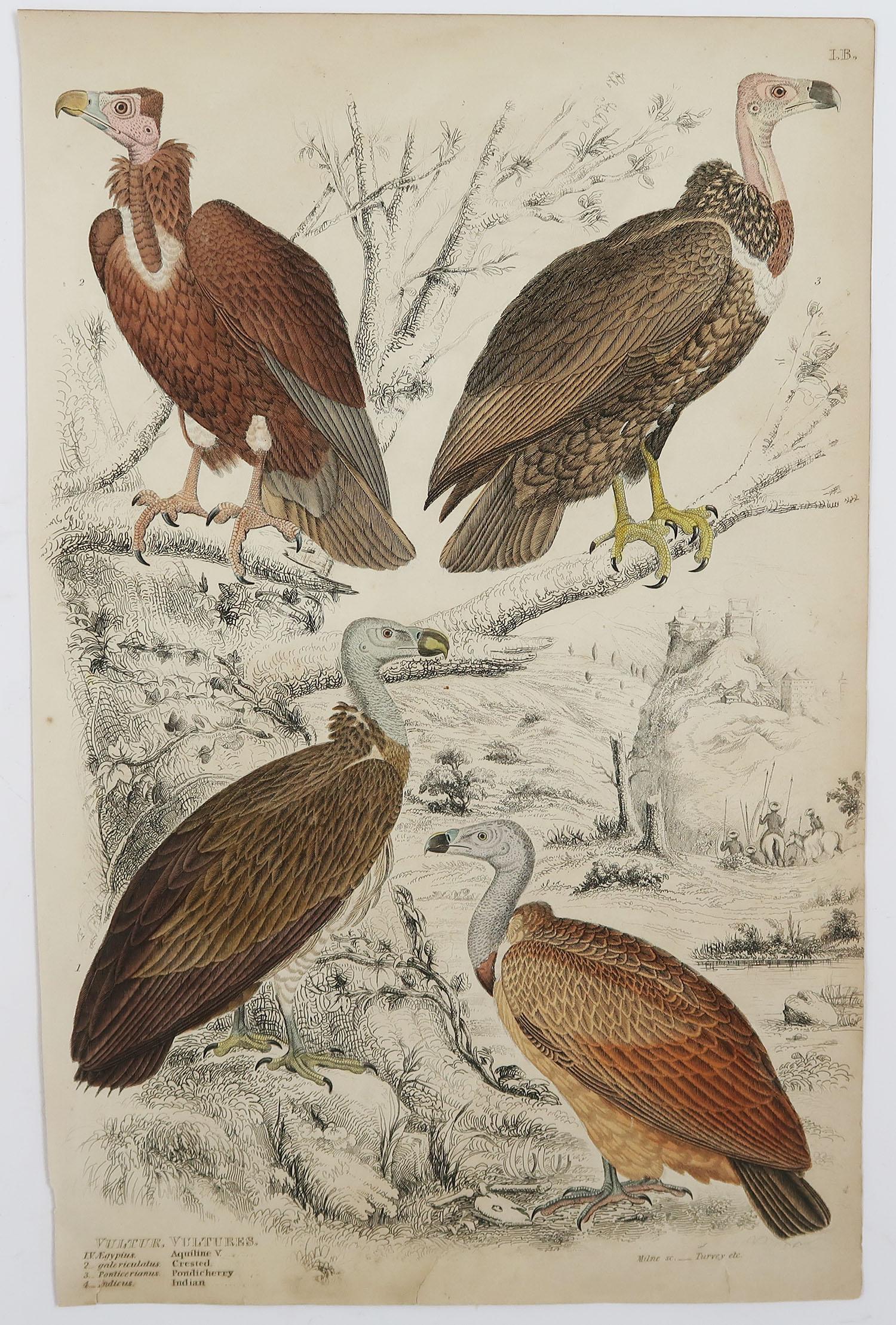 Other Set of 4 Original Antique Prints of Birds of Prey, 1830s