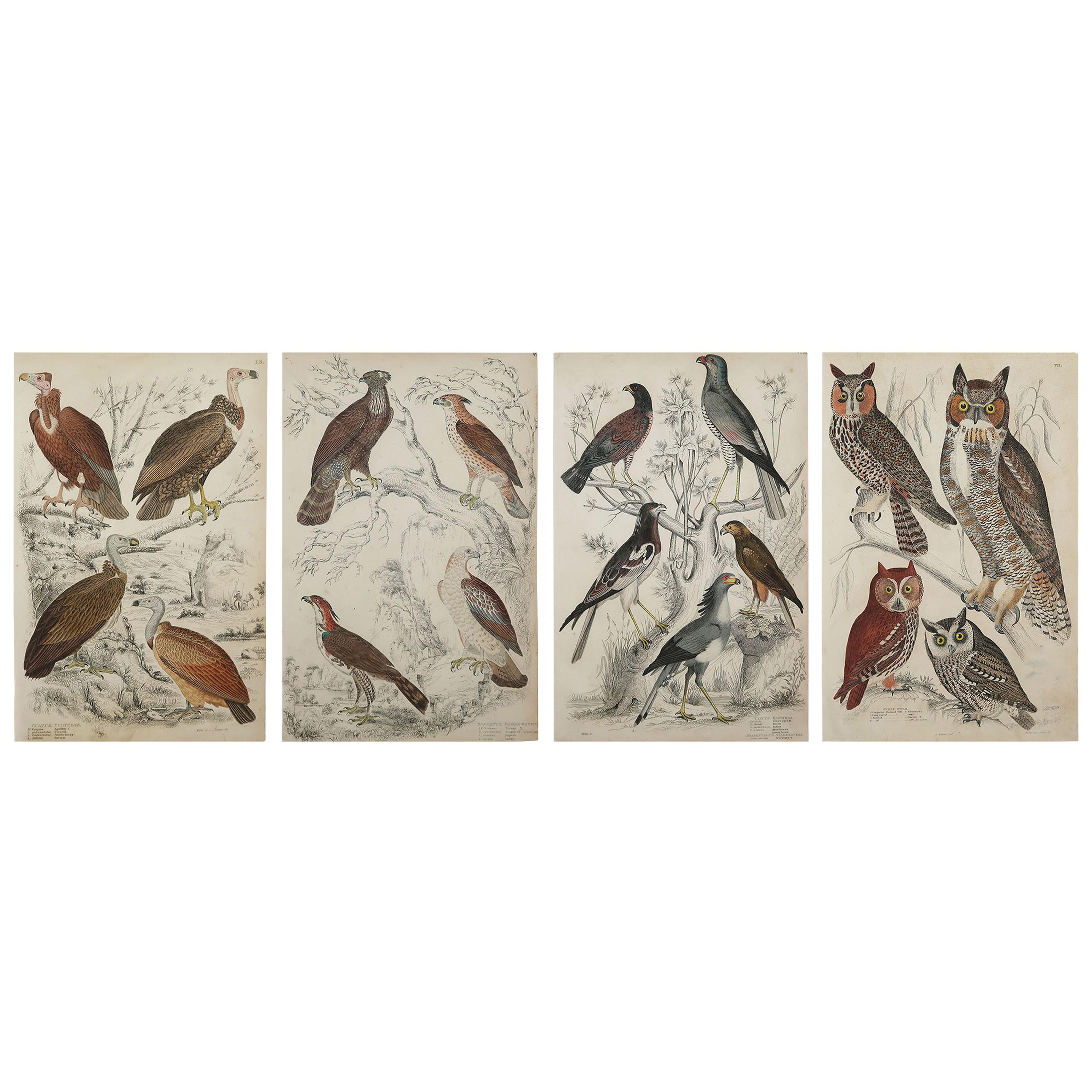 Set of 4 Original Antique Prints of Birds of Prey, 1830s