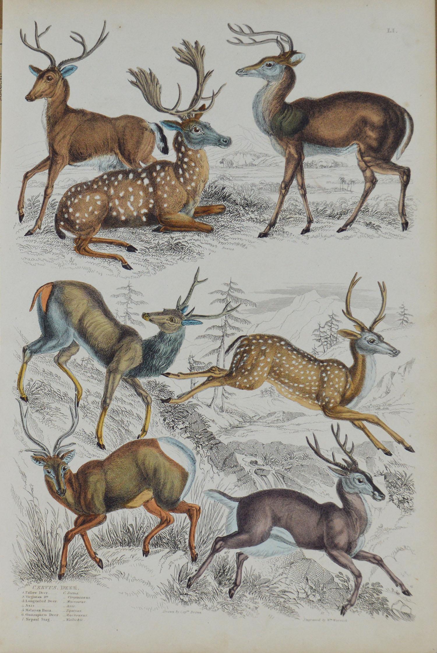 Great set of deer and moose.

Lithographs after the drawings by Cpt. Brown.
 
Original color.

Unframed

The measurement given below is for one print.