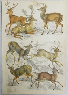 Conjunto de 4 Grabados Antiguos Originales de Ciervos, Década de 1830