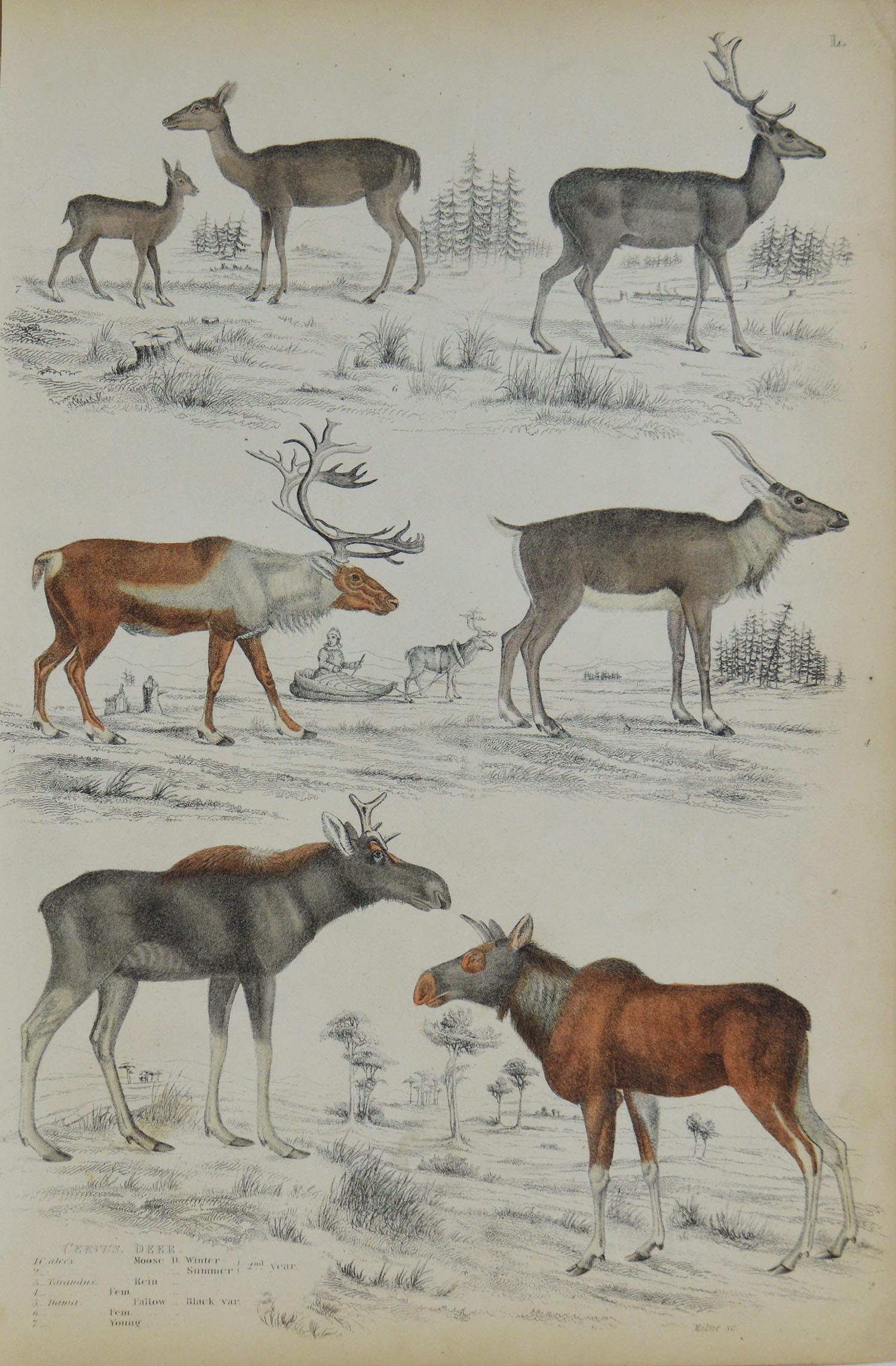 Country Set of 4 Original Antique Prints of Deer, 1830s