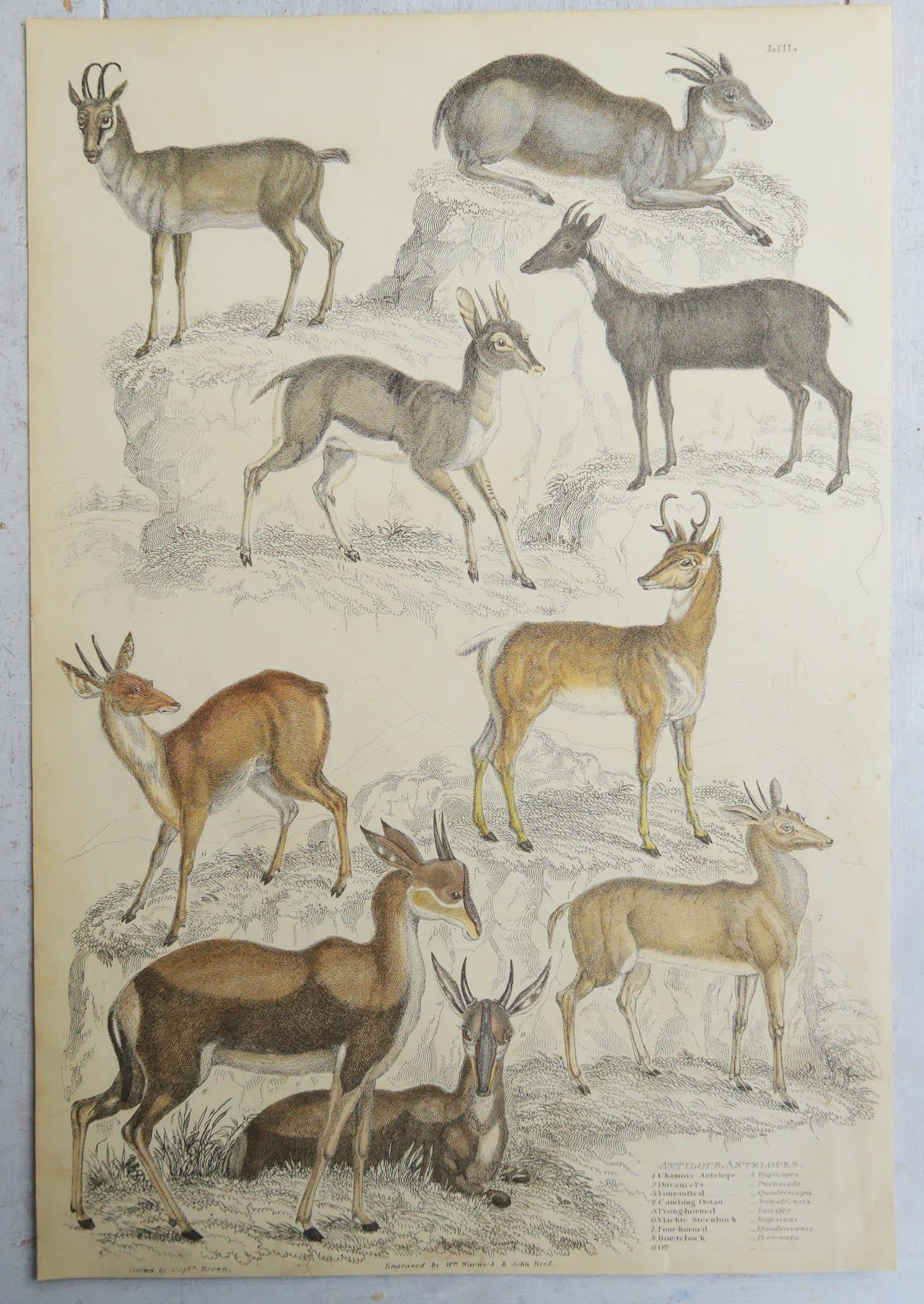 Folk Art Set of 4 Original Antique Prints of Deer, 1830s