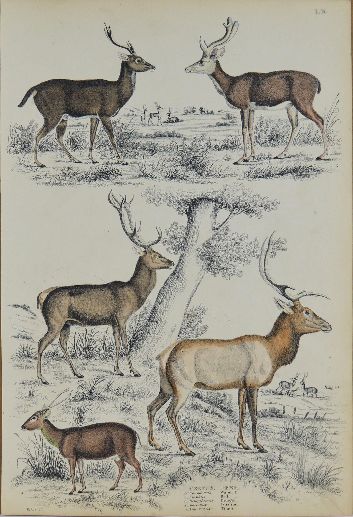 Scottish Set of 4 Original Antique Prints of Deer, 1830s