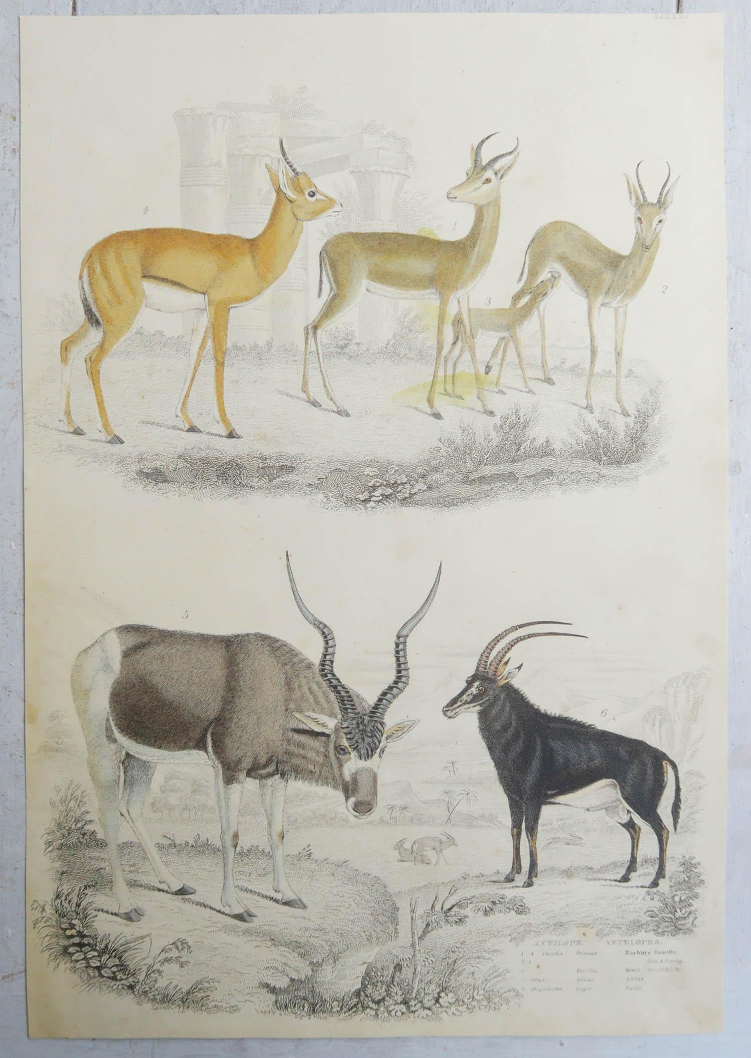 Scottish Set of 4 Original Antique Prints of Deer, 1830s