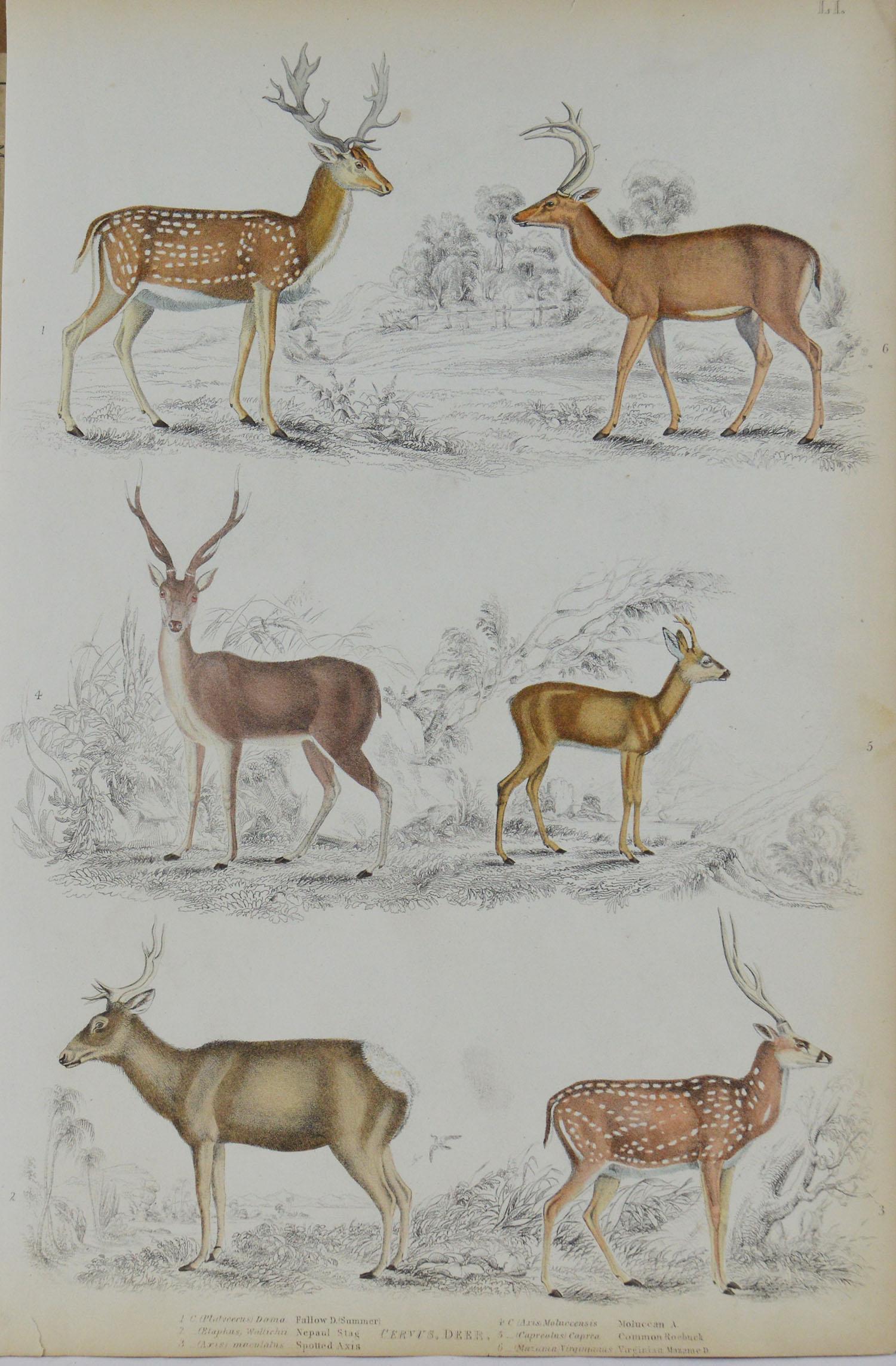 Other Set of 4 Original Antique Prints of Deer, 1830s