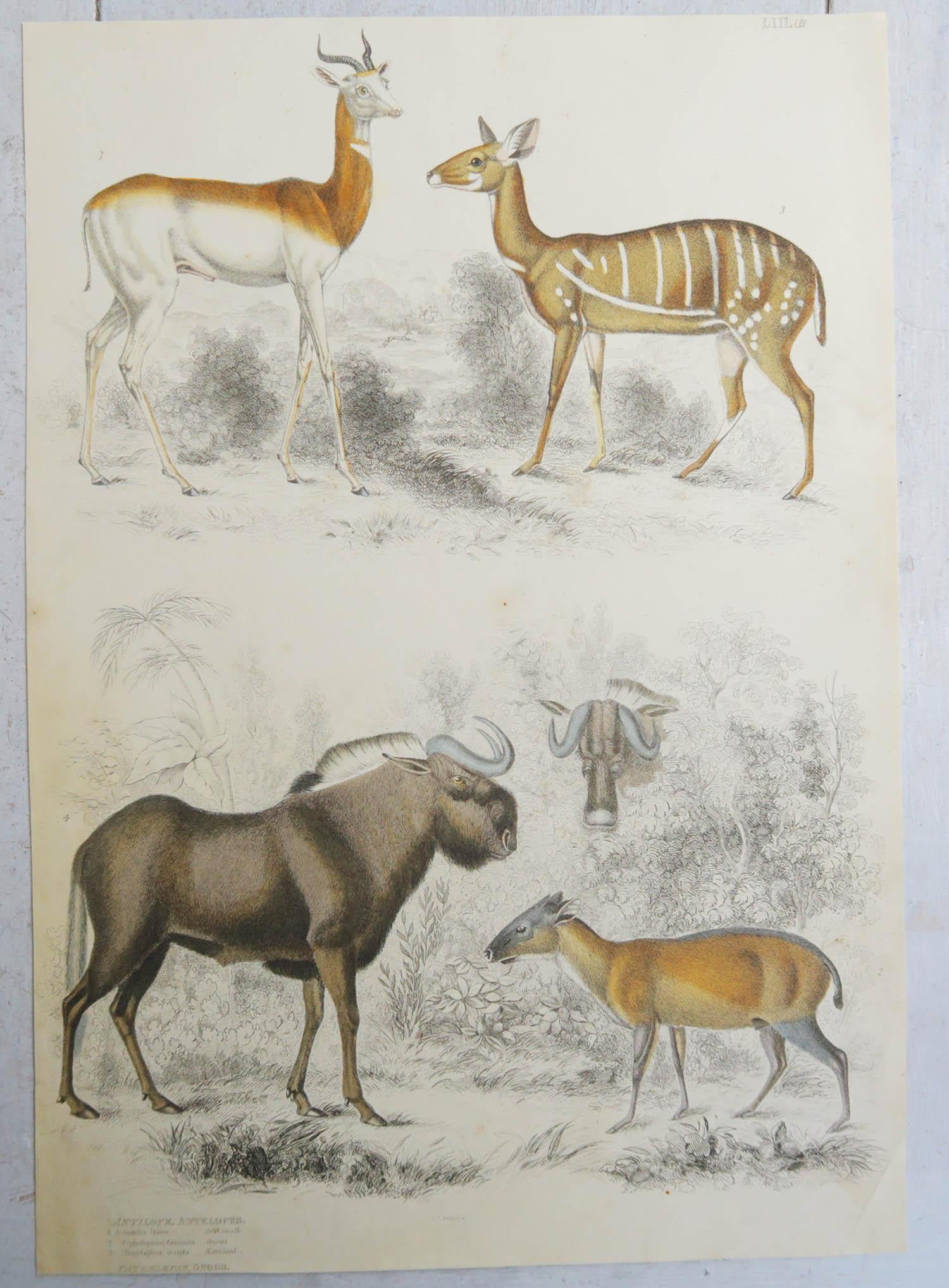 Other Set of 4 Original Antique Prints of Deer, 1830s
