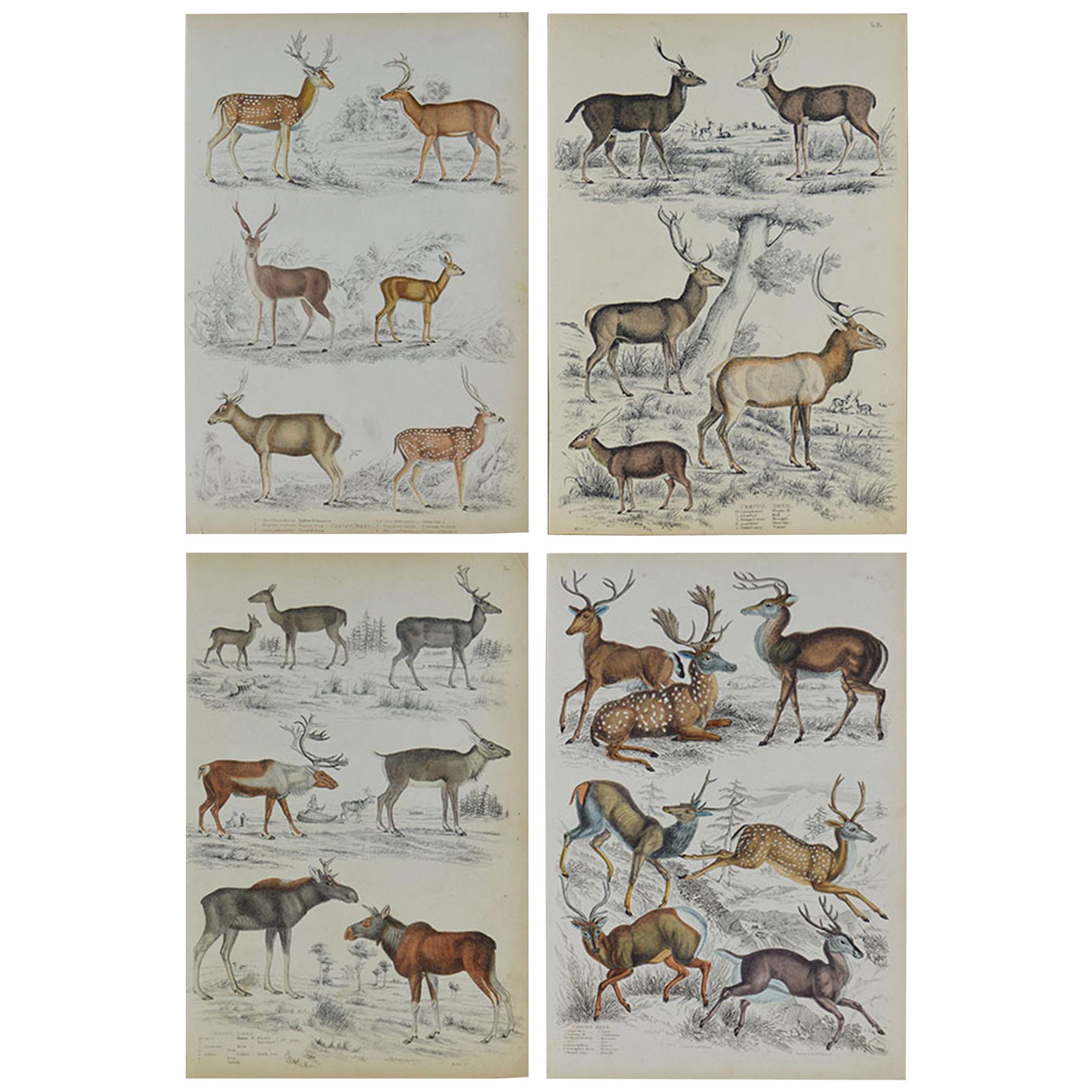 Set of 4 Original Antique Prints of Deer, 1830s