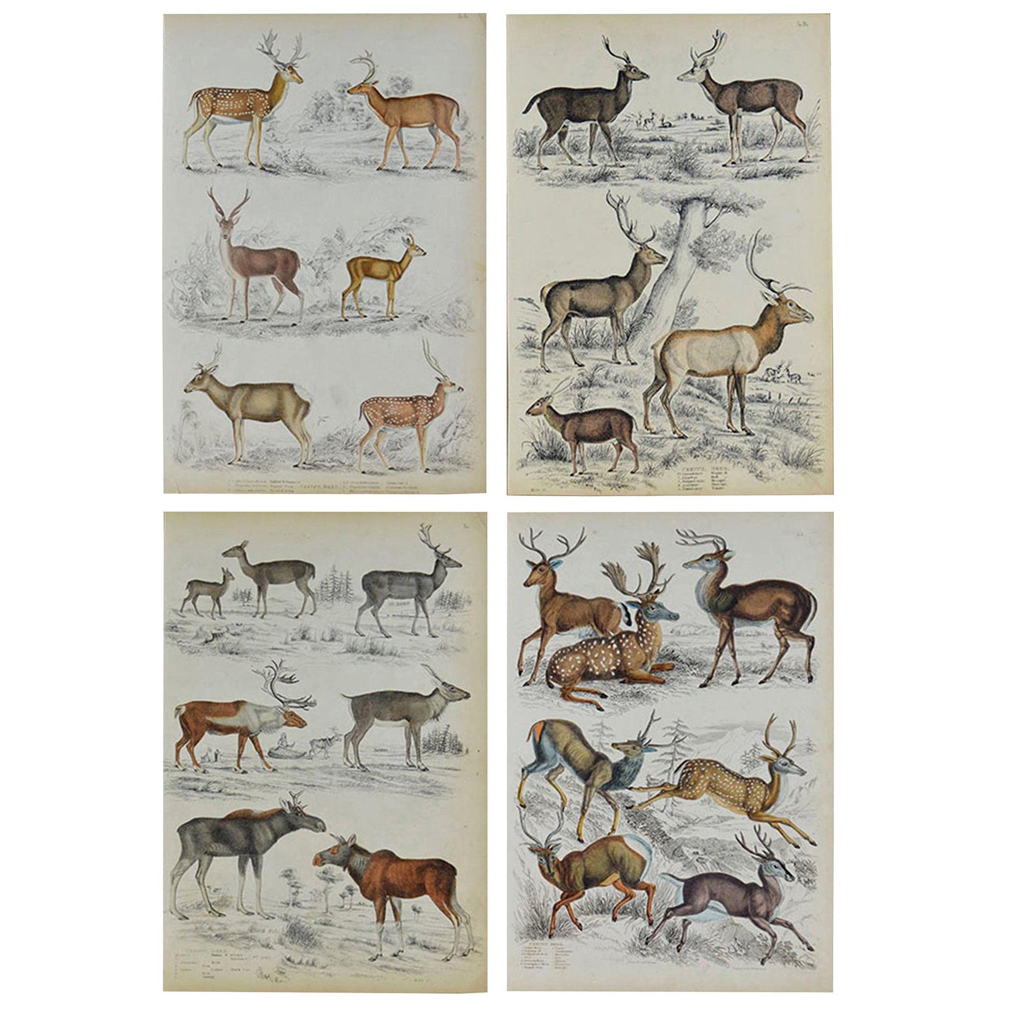 Set of 4 Original Antique Prints of Deer, 1830s