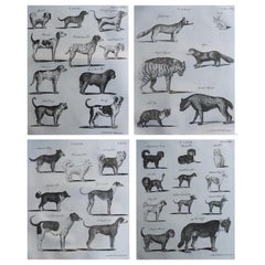 Set of 4 Original Antique Prints of Dogs, C.1790