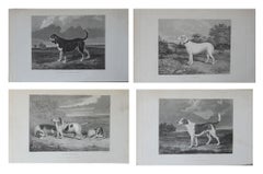 Set of 4 Original Antique Prints of English Sporting Dogs, 1831