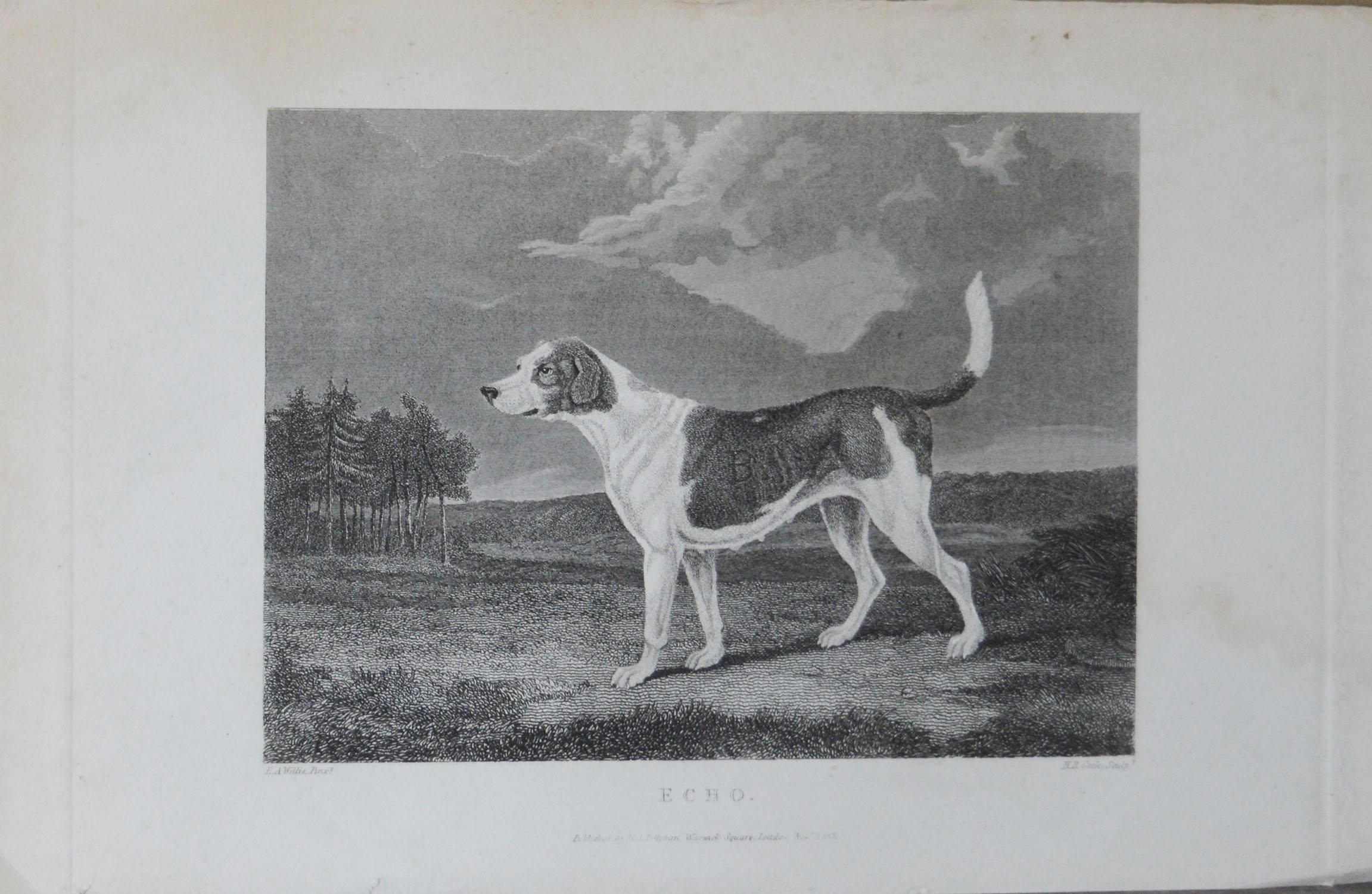 Folk Art Set of 4 Original Antique Prints of English Sporting Dogs, 1831
