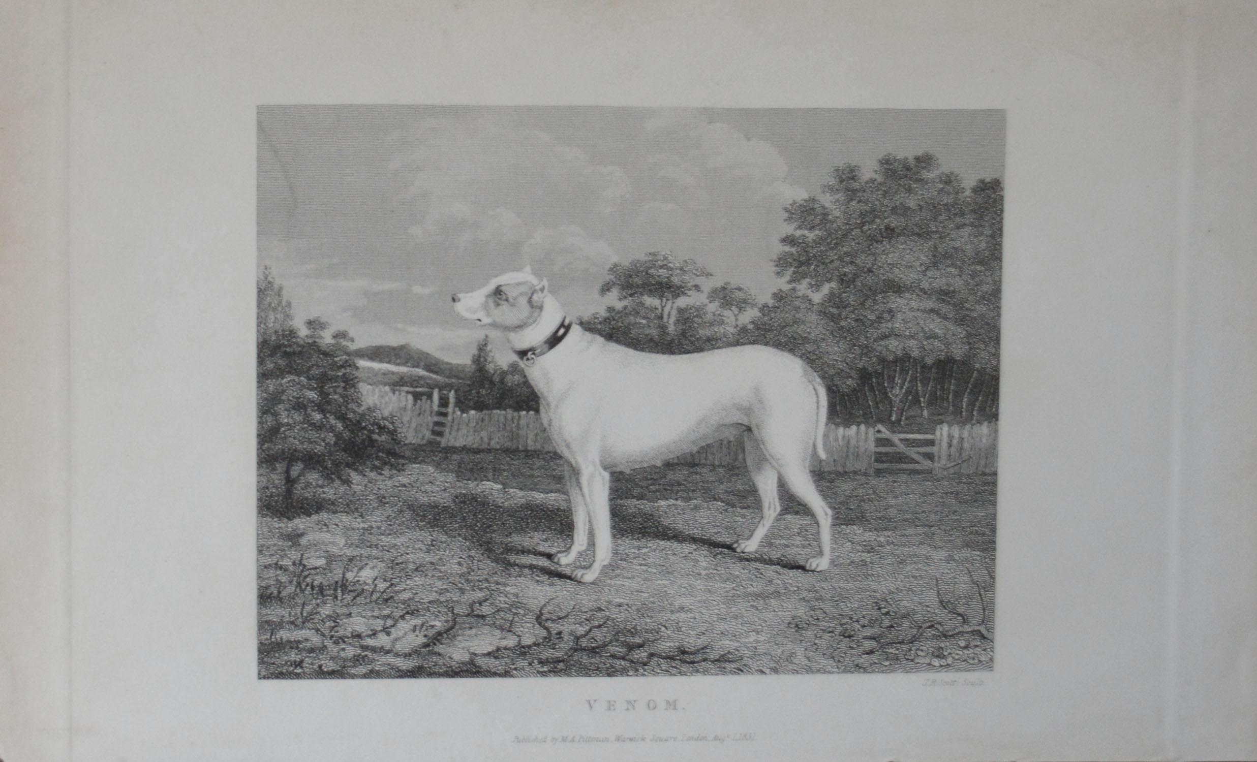 Other Set of 4 Original Antique Prints of English Sporting Dogs, 1831