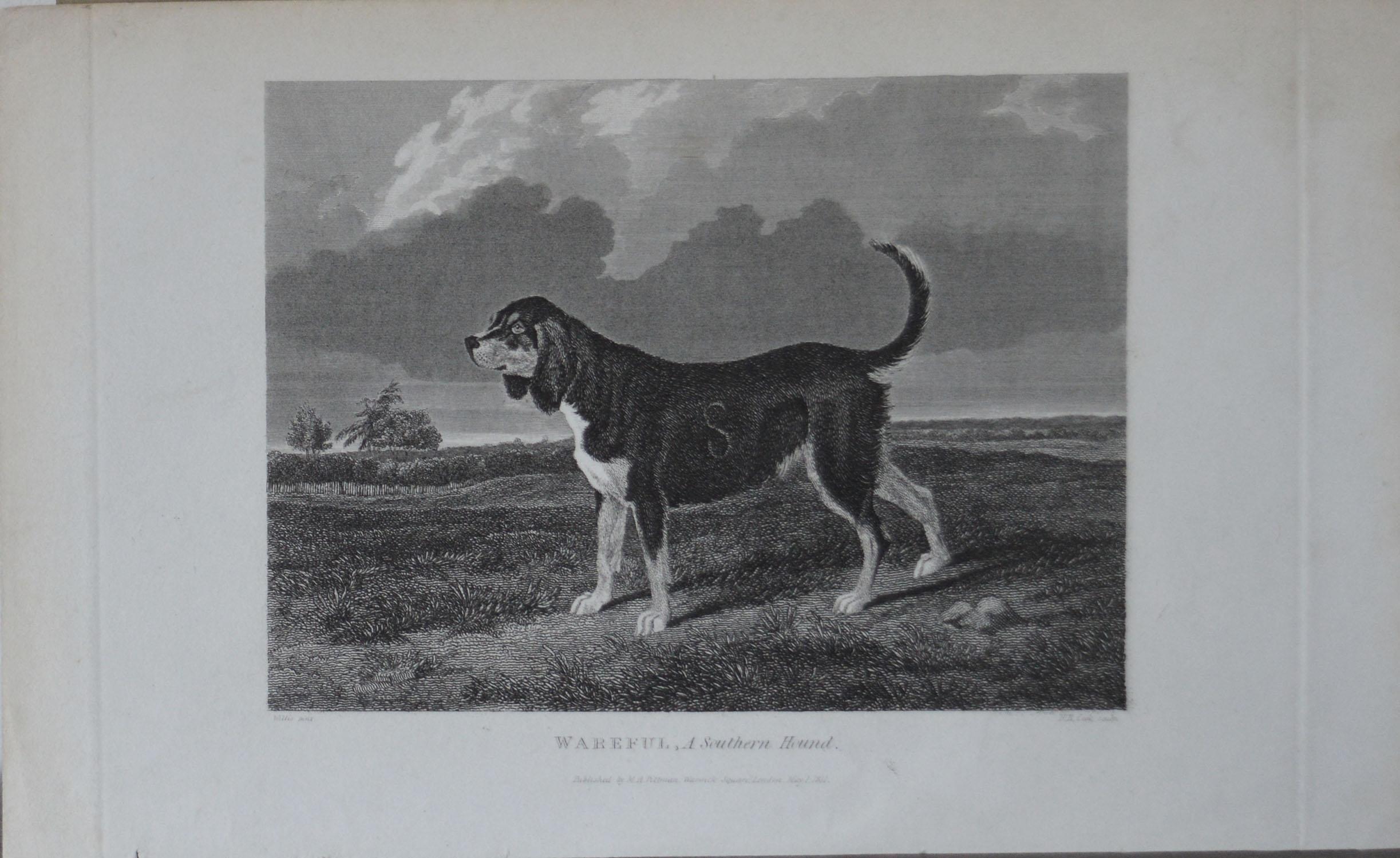 Set of 4 Original Antique Prints of English Sporting Dogs, 1831 In Good Condition In St Annes, Lancashire