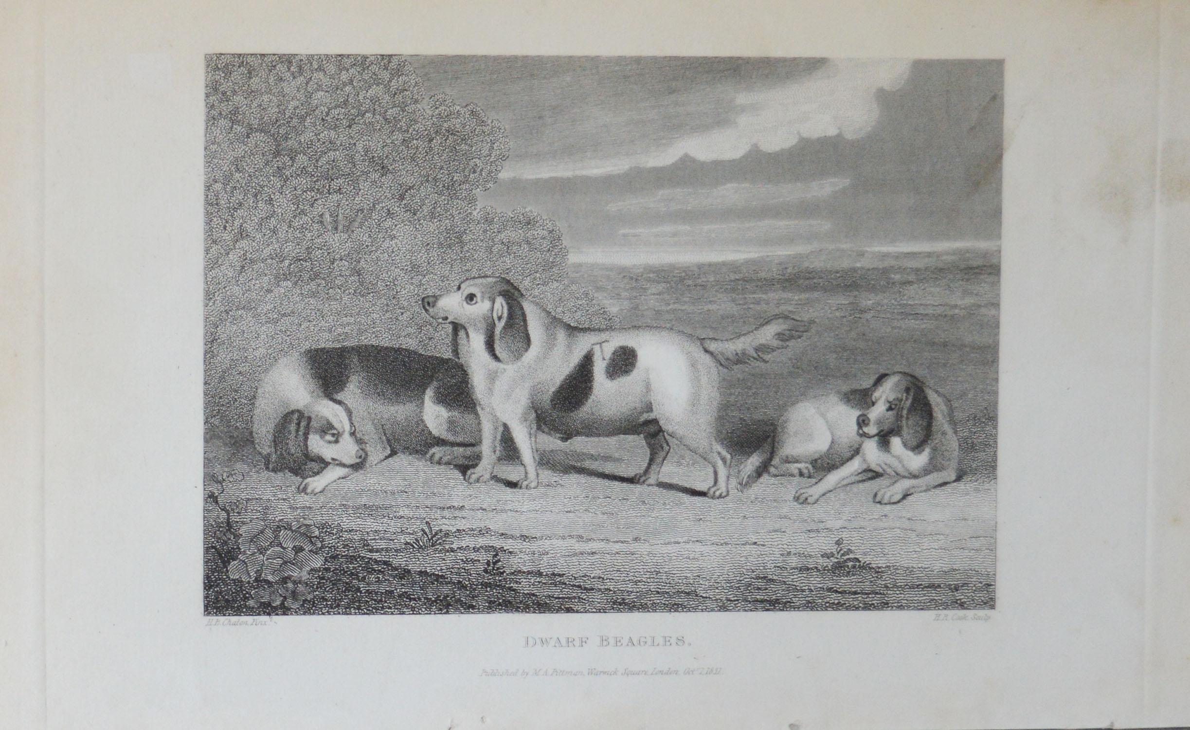 Mid-19th Century Set of 4 Original Antique Prints of English Sporting Dogs, 1831