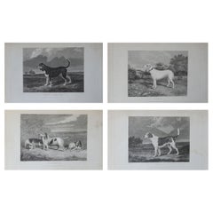 Set of 4 Original Antique Prints of English Sporting Dogs, 1831