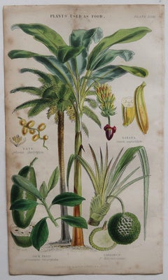 Set of 4 Original Antique Prints of Fruit and Palm Trees After Walter Hood Fitch