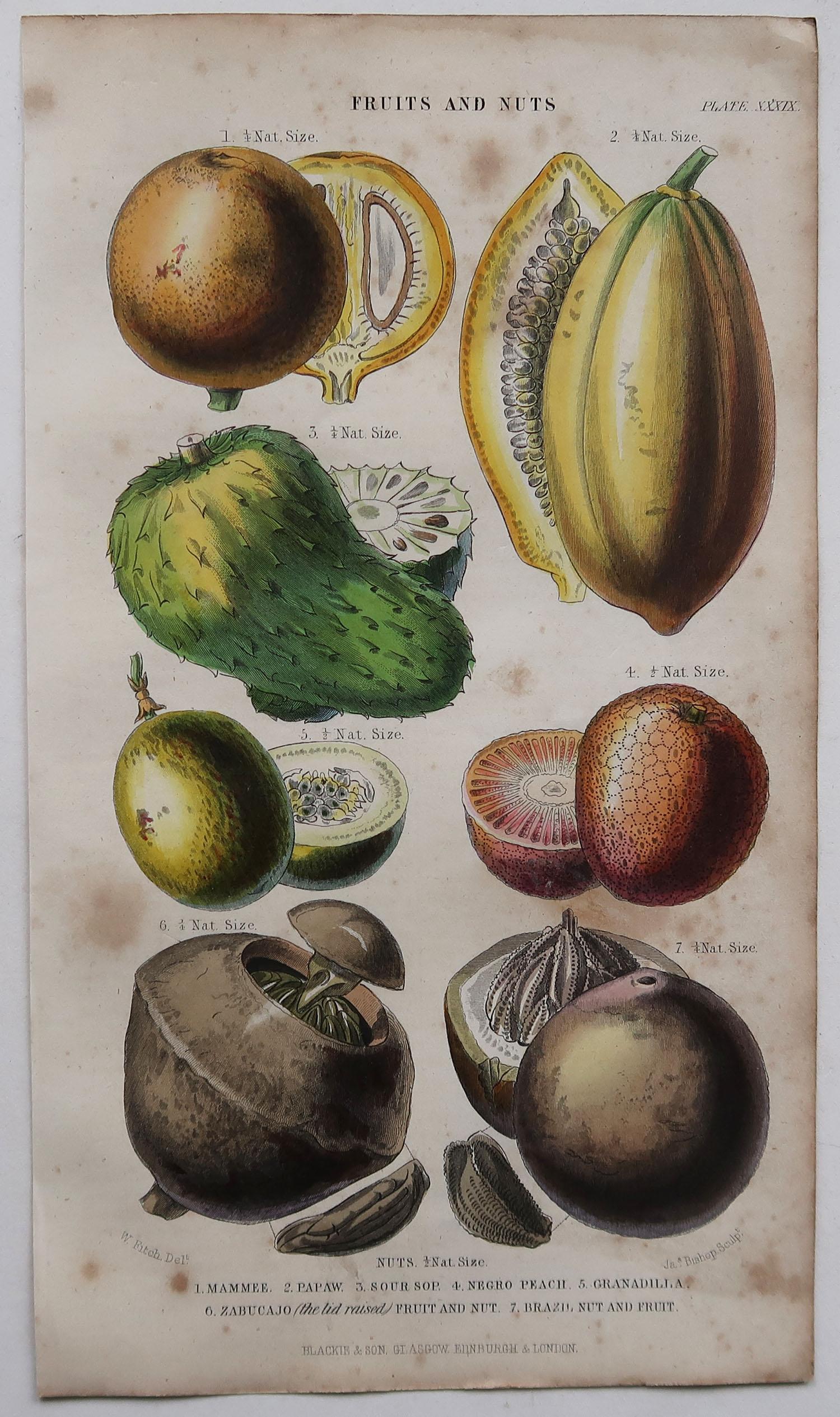 Folk Art Set of 4 Original Antique Prints of Fruit and Palm Trees After Walter Hood Fitch
