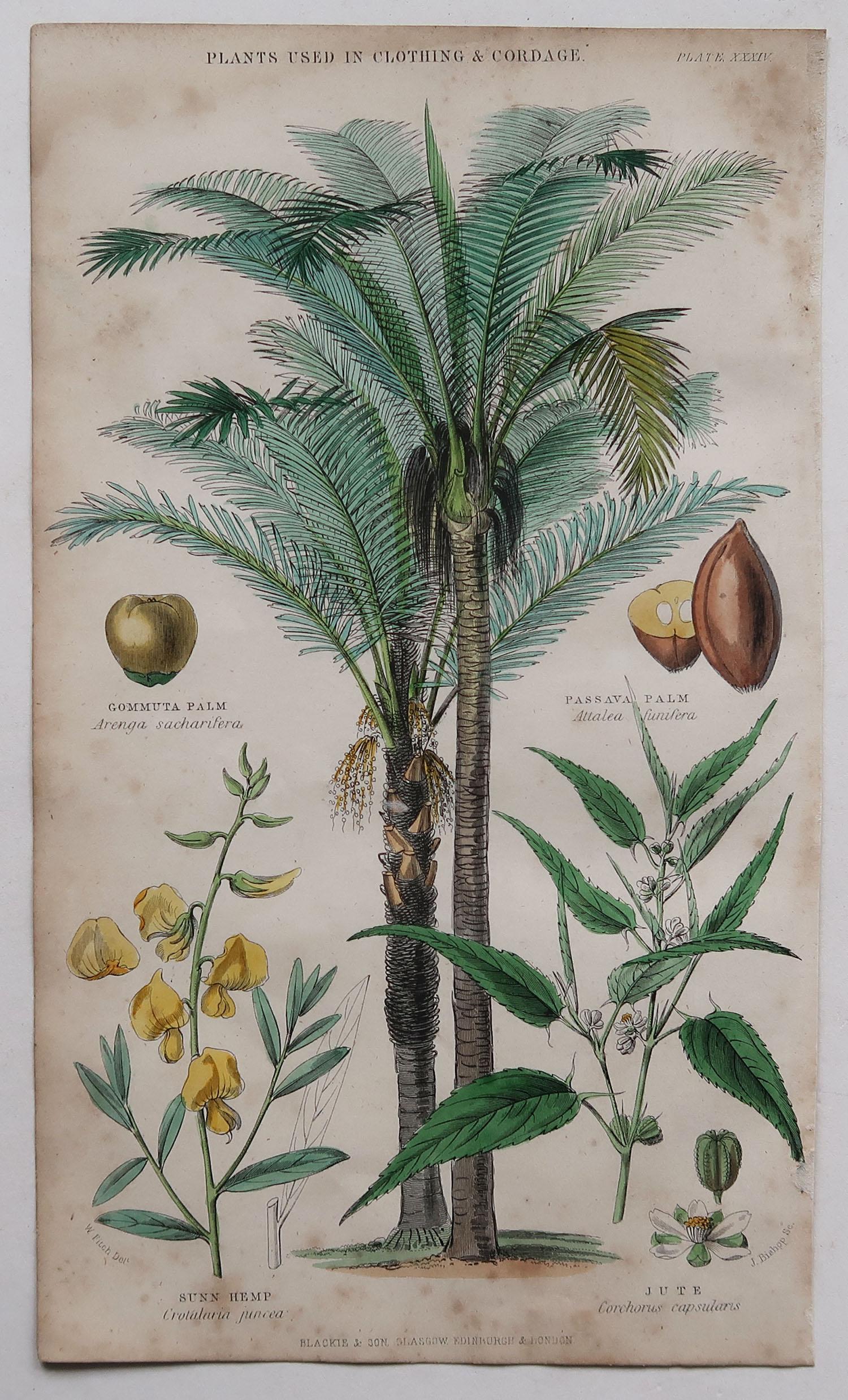 Other Set of 4 Original Antique Prints of Fruit and Palm Trees After Walter Hood Fitch