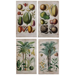 Set of 4 Original Antique Prints of Fruit and Palm Trees After Walter Hood Fitch