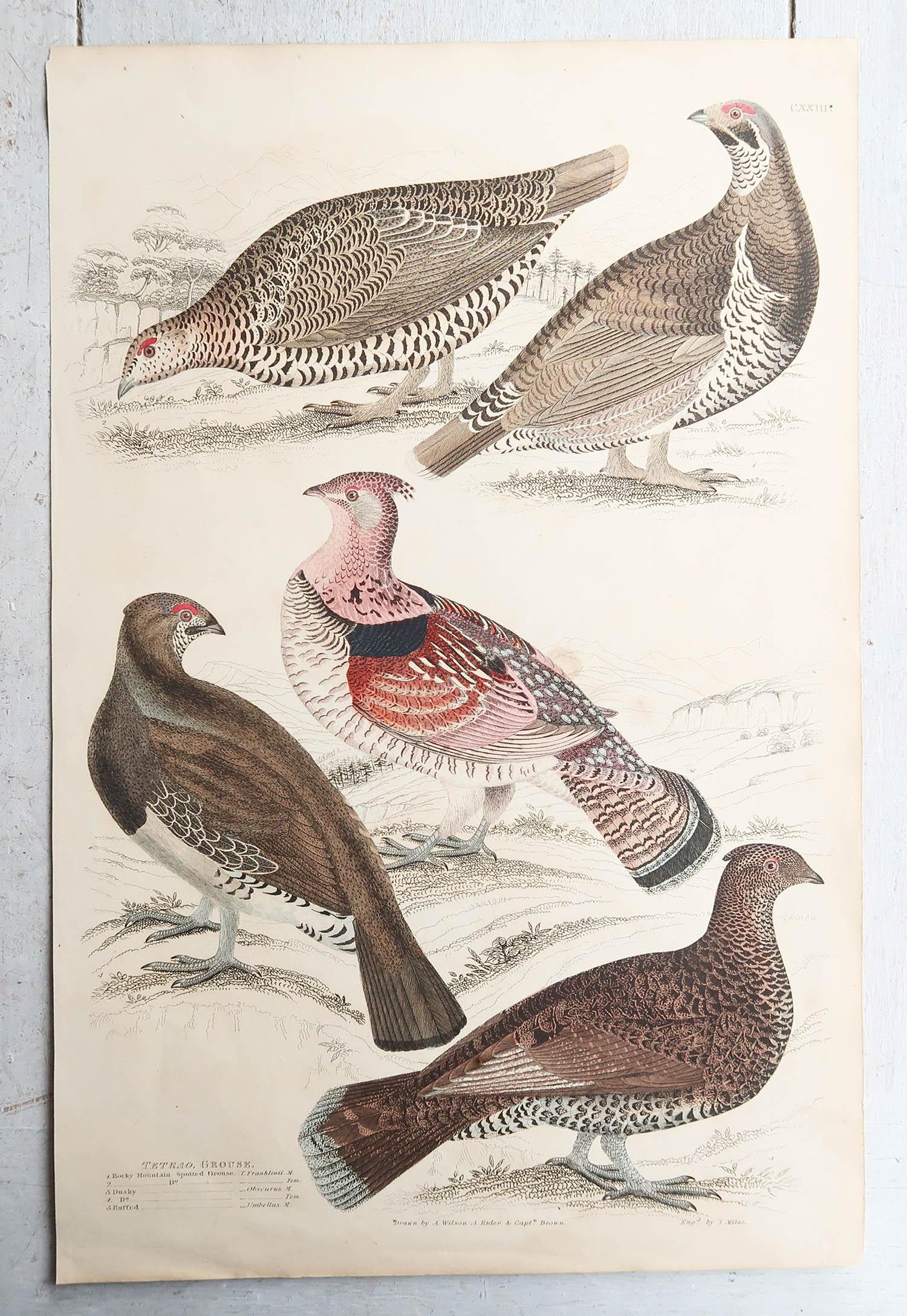 Great set of game birds. Partridge, Quails, Ptarmigan and Grouse. 

Lithographs after the drawings by A. Rider, A. Wilson and Cpt. Brown.
 
Original color.

Unframed

The measurement given below is for one print.