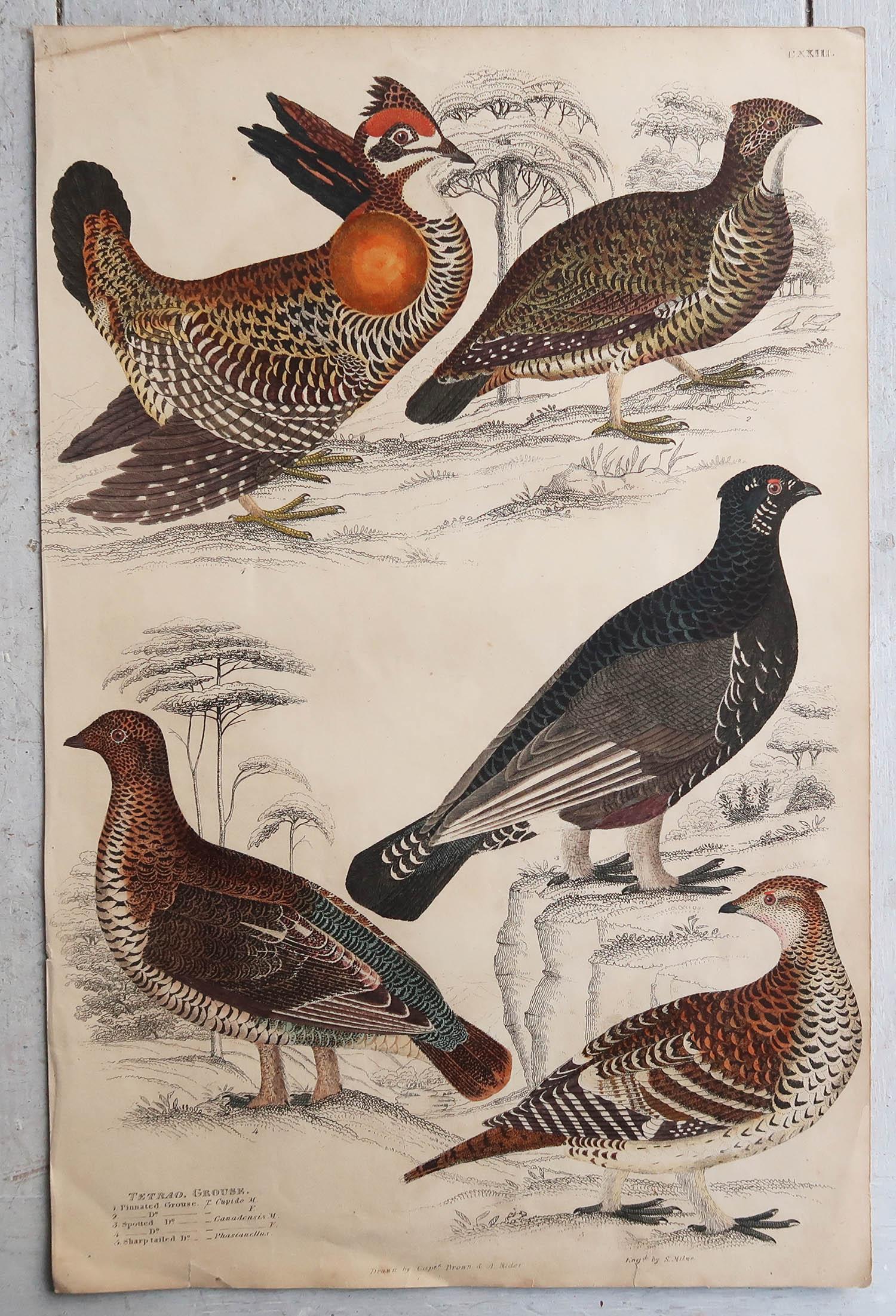 Great set of game birds. Partridge, Quails, Ptarmigan and Grouse. 

Lithographs after the drawings by A. Rider, A. Wilson and Cpt. Brown.
 
Original color.

Unframed

The measurement given below is for one print.

Free shipping