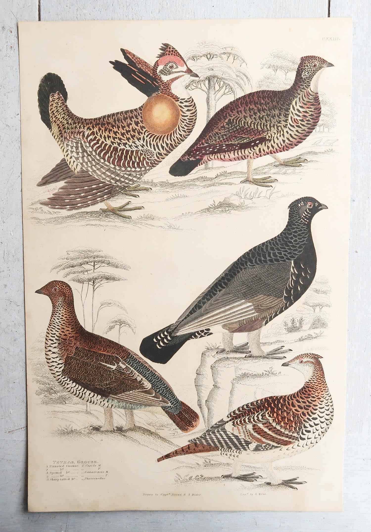 Folk Art Set of 4 Original Antique Prints of Game Birds, 1830s