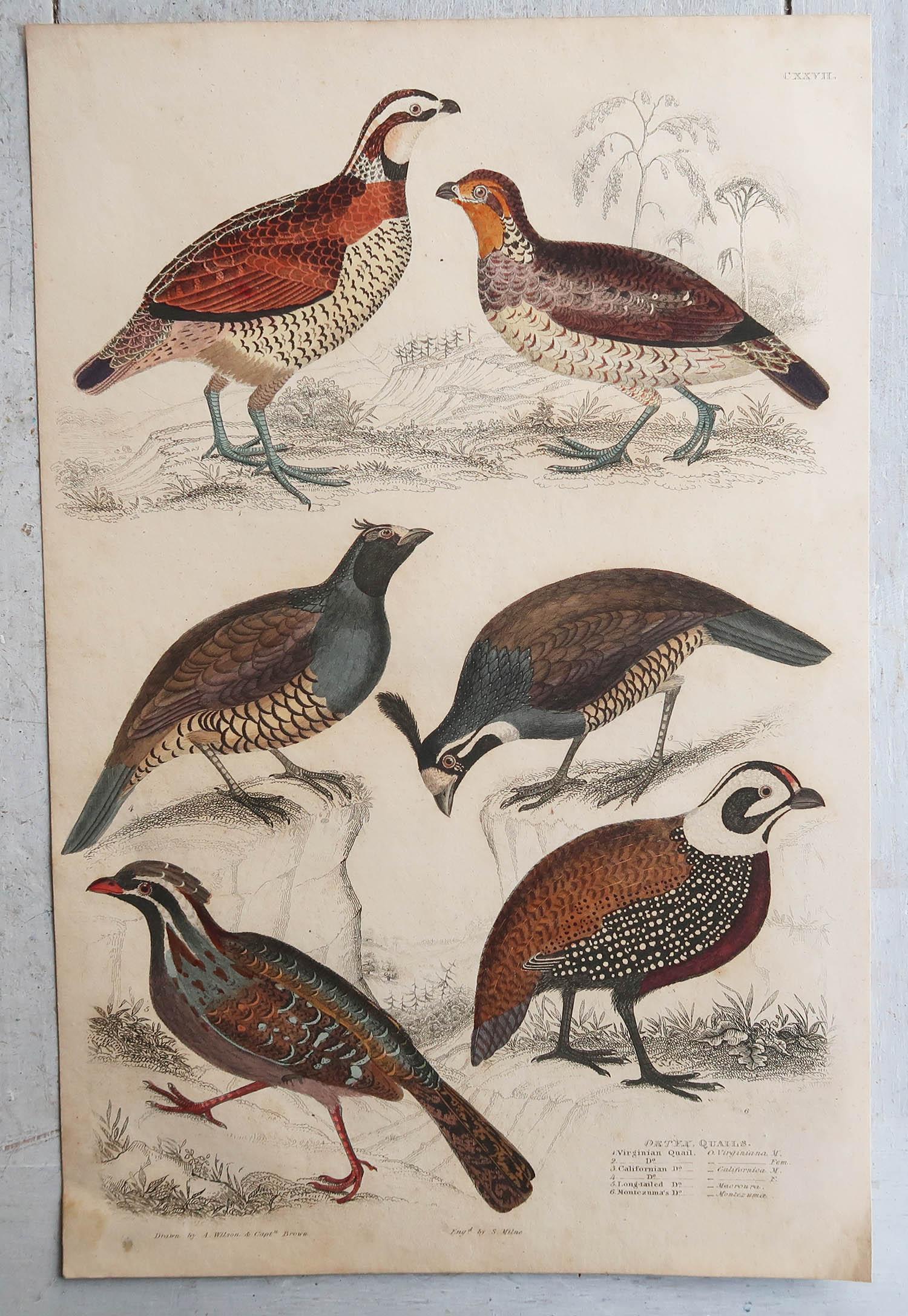 Folk Art Set of 4 Original Antique Prints of Game Birds, 1830s For Sale