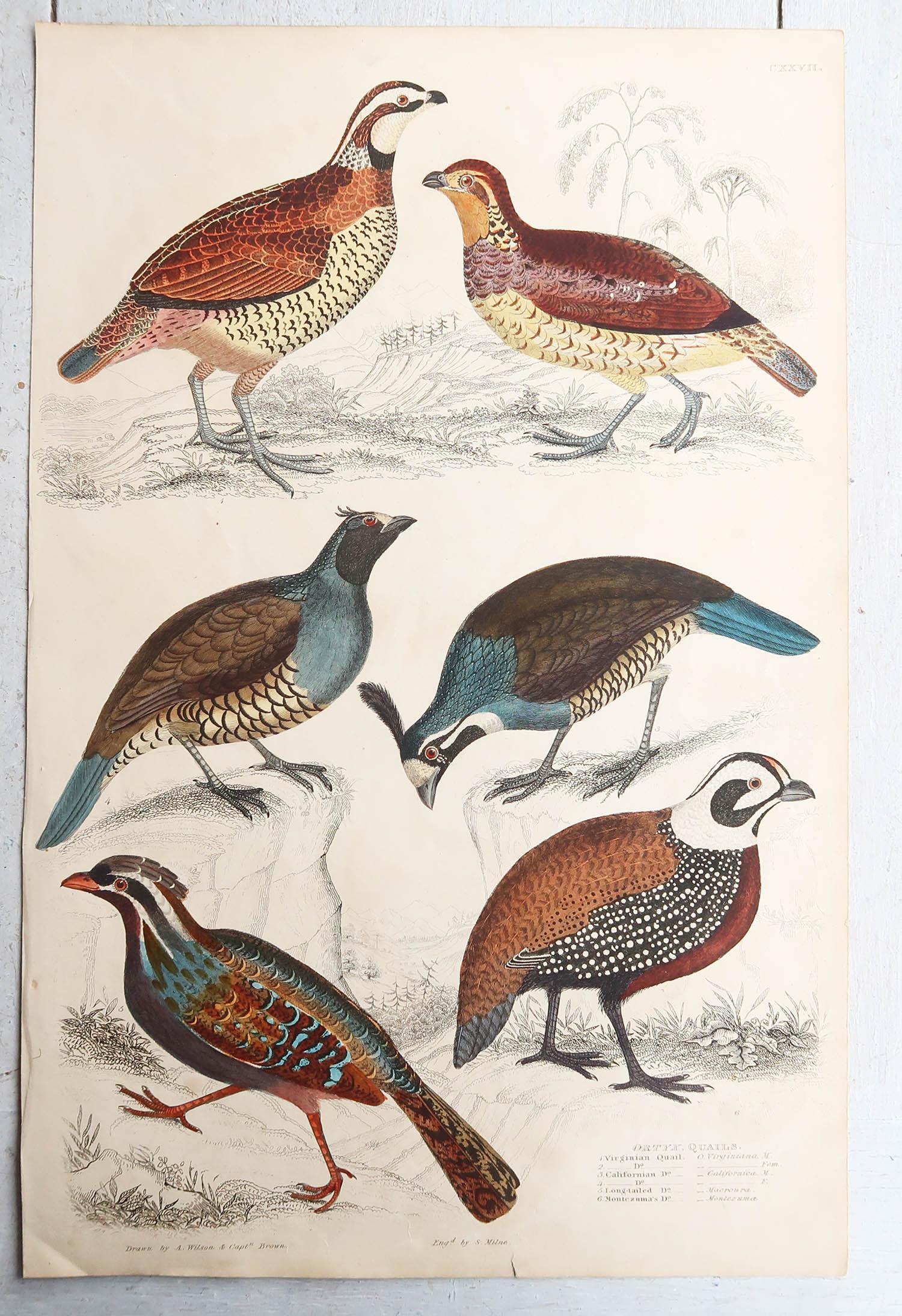 English Set of 4 Original Antique Prints of Game Birds, 1830s
