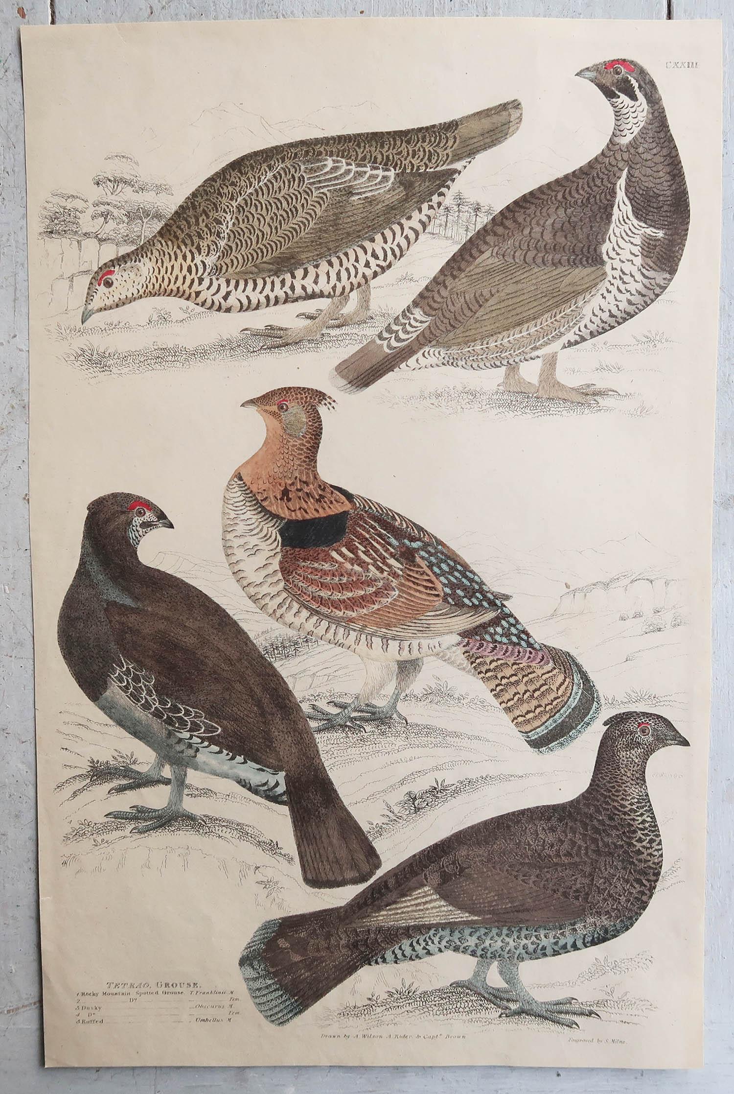 English Set of 4 Original Antique Prints of Game Birds, 1830s For Sale