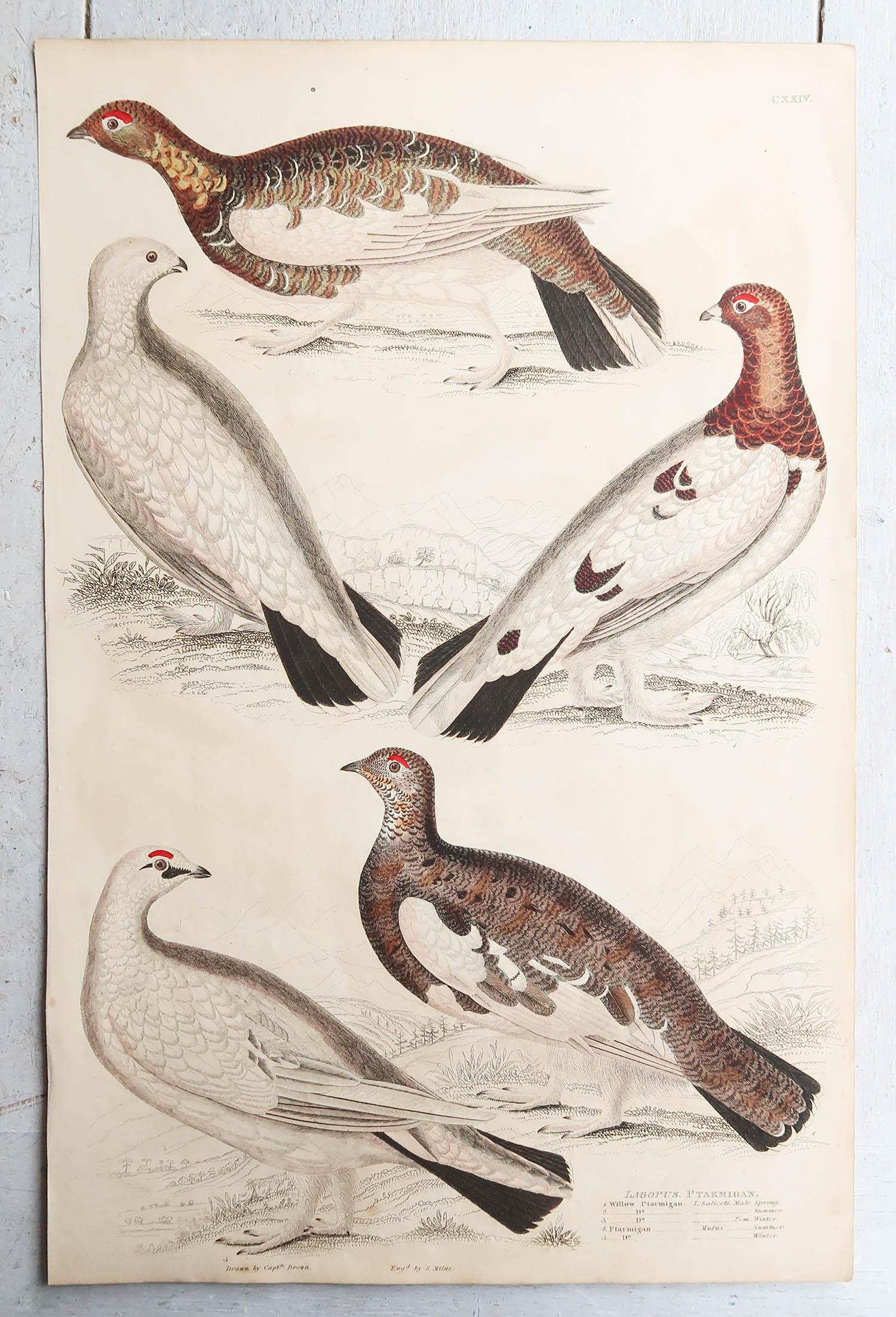 Other Set of 4 Original Antique Prints of Game Birds, 1830s