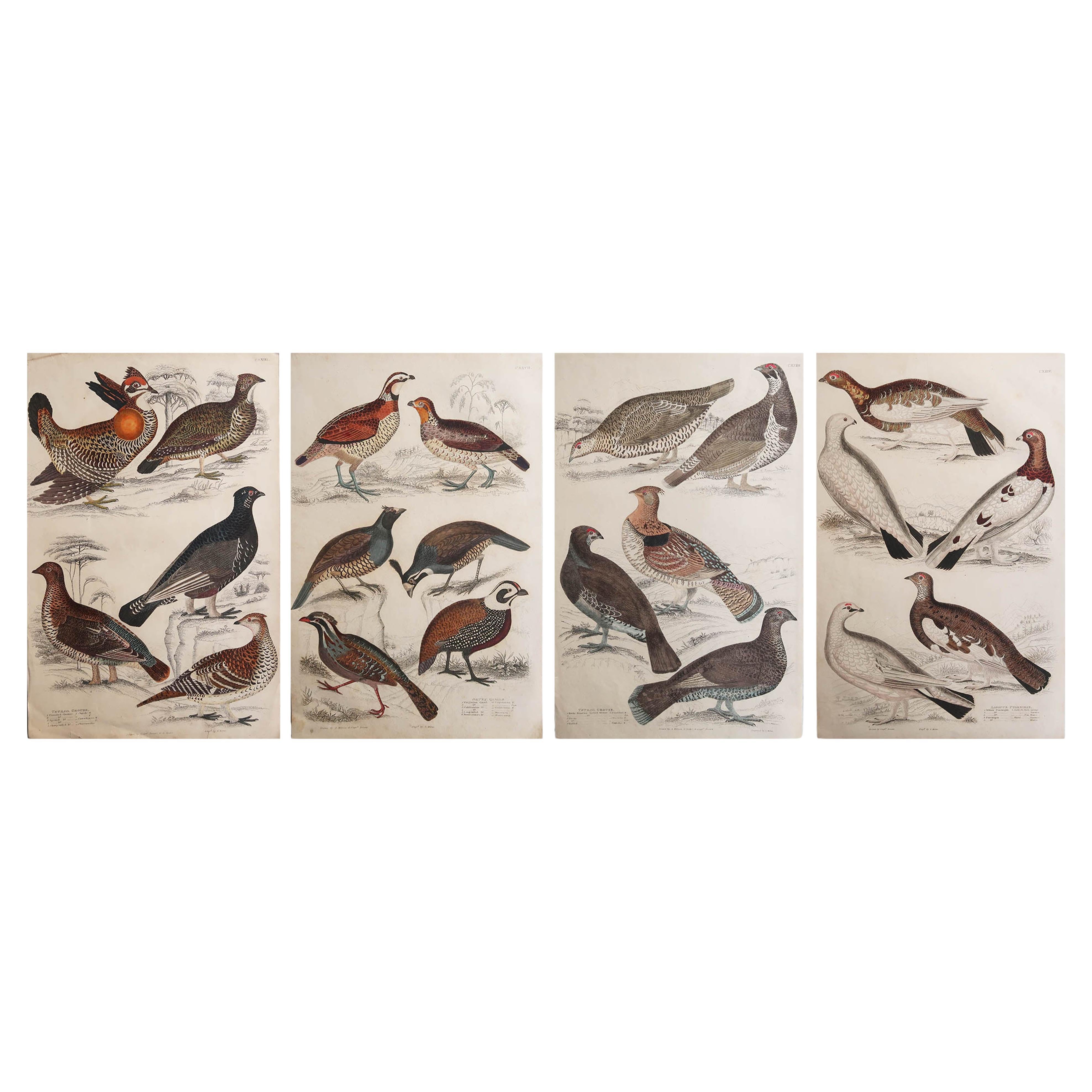 Conjunto de 4 Grabados Antiguos Originales de Aves de Caza, Década de 1830