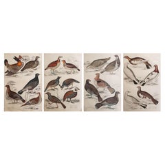 Set di 4 stampe antiche originali di uccelli da caccia, anni '30 del XIX secolo