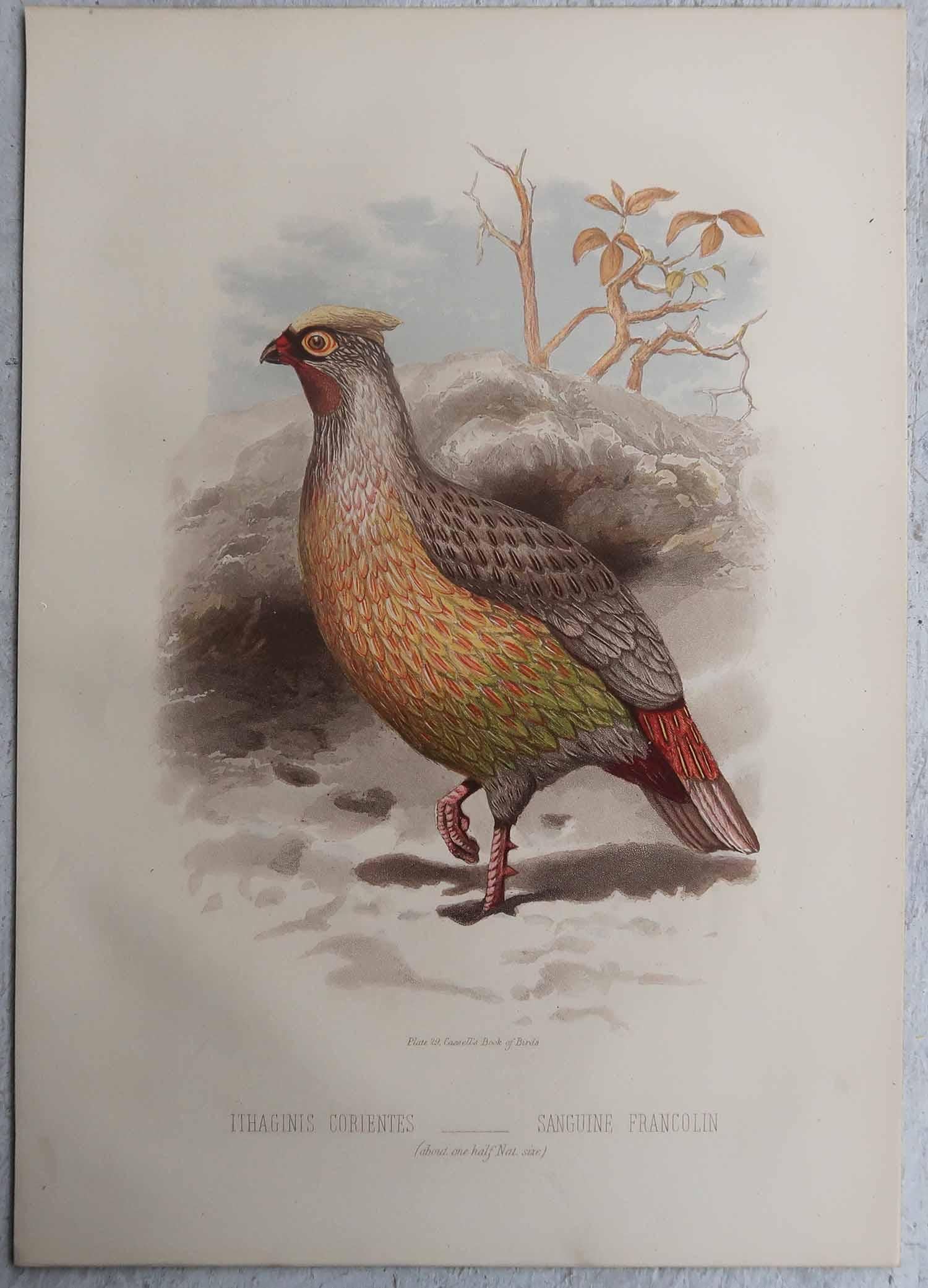 Merveilleuses images de gibier à plumes 

Chromo-lithographies

Publié par Cassell, C.C.1880.

La mesure indiquée se rapporte à l'un des tirages

Non encadré.

Expédition gratuite



