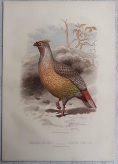 Set of 4 Original Antique Prints of Game Birds, C.1880.